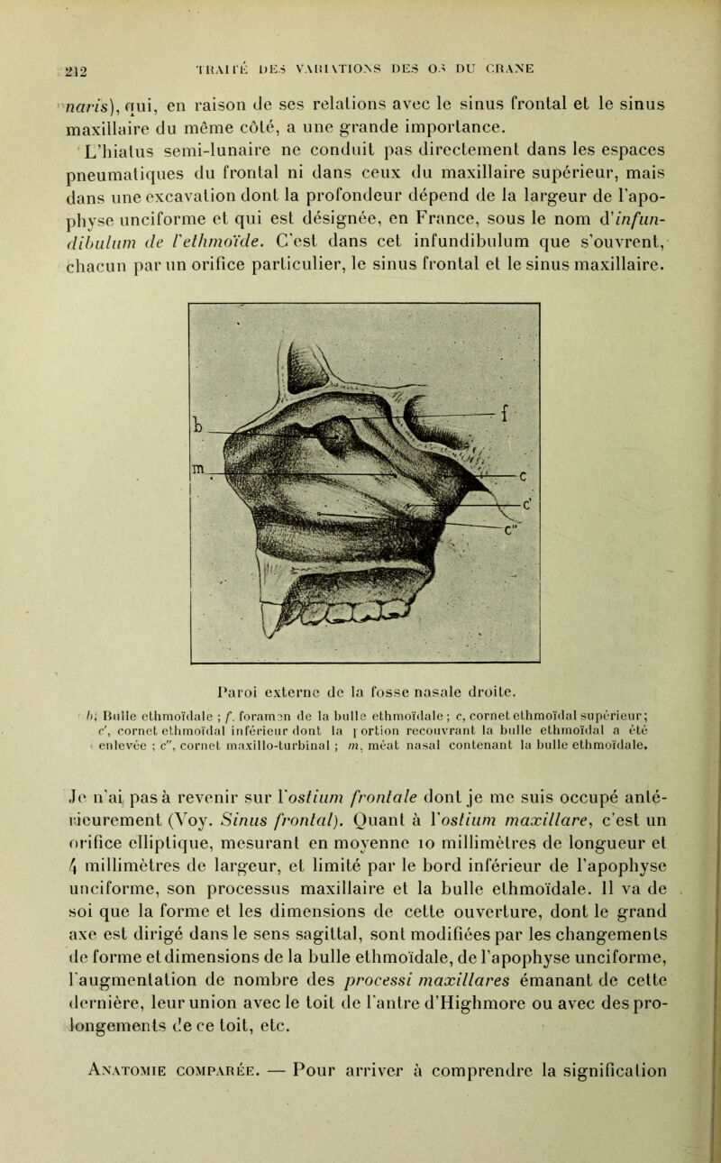 ’Vîam), oui, en raison de ses relations avec le sinus frontal et le sinus maxillaire du même côté, a une grande importance. ‘ L’hialus semi-lunaire ne conduit pas directement dans les espaces pneumatiques du frontal ni dans ceux du maxillaire supérieur, mais dans une excavation dont la profondeur dépend de la largeur de l’apo- physe unciforme et qui est désignée, en France, sous le nom à'infim- dihiiliim de iethmoïde. C’est dans cet infundibulum que s’ouvrent, chacun par un orifice particulier, le sinus frontal et le sinus maxillaire. Paroi externe de la fosse nasale droite. /), Bulle ethmoïdale ; f. foramen de la bulle ethmoïdale; c, cornetethmoïdal supérieur; c', cornet ethmoïdal inférieur dont la i ortion recouvrant la bulle ethmoïdal a été enlevée ; c, cornet maxillo-turbinal ; m, méat nasal contenant la bulle ethmoïdale. Je n’ai pas à revenir sur Yostiiim frontale dont je me suis occupé anté- rieurement (Voy. Sinus frontal). Quant à Yostiiim maxillare^ c’est un orifice elliptique, mesurant en moyenne lo millimètres de longueur et 4 millimètres de largeur, et limité par le bord inférieur de l’apophyse unciforme, son processus maxillaire et la bulle ethmoïdale. 11 va de soi que la forme et les dimensions de cette ouverture, dont le grand axe est dirigé dans le sens sagittal, sont modifiées par les changements de forme et dimensions de la bulle ethmoïdale, de l’apophyse unciforme, l'augmentation de nombre des processl maxillares émanant de cette dernière, leur union avec le toit de l’antre d’Highmore ou avec des pro- longements de ce toit, etc. Anatomie comparée. — Pour arriver à comprendre la signification