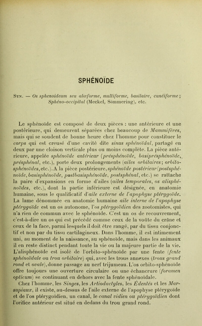 SPHÉNOÏDE Syn. — Os sphenoideum seii alœforme, miilliforme, basilaire, cunéiforme ; Sphéno-occipiial (Meckel, Sômmering), etc. Le sphénoïde est composé de deux pièces : une antérieure et une postérieure, qui demeurent séparées chez beaucoup de Mammifères, mais qui se soudent de bonne heure chez l’homme pour constituer le corps qui est creusé d’une cavité dite sinus sphénoïdal, partagé en deux par une cloison verticale plus ou moins complète. La pièce anté- rieure, appelée sphénoïde antérieur (présphénoïde, basiprésphénoïde,^ présphénal, etc.), porte deux prolongements (ailes orbitaires', orbito- sphénoïdes,K la pièce postérieure,sp/zenoïde postérieur(poslsphé^ noïde, basisphénoïde, postbasisphénoïde, posfsphénal, etc.) se rattache la paire d’expansions en forme d’ailes (ailes temporales, os alisphé- noïdes, etc.), dont la partie inférieure est désignée, en anatomie humaine, sous le qualificatif dé aile externe de f apophyse ptérygoïde. La lame dénommée en anatomie humaine aile interne de bapophyse ptérygoïde est un os autonome, l’os ptérygoïdien des zootomistes, qui n’a rien de commun avec le sphénoïde. C’est un os de recouvrement, c’est-à-dire un os qui est précédé comme ceux de la voûte du crâne et ceux de la face, parmi lesquels il doit être rangé, par du tissu conjonc- tif et non par du tissu cartilagineux. Dans l’homme, il est intimement uni, au moment de la naissance, au sphénoïde, mais dans les animaux il en reste distinct pendant toute la vie ou la majeure partie de la vie. L’alisphénoïde est isolé de l’orbito-sphénoïde par une fente (fente sphénoïdale ou trou orbitaire) qui, avec les trous annexes (trous grand rond et ovale),donne passage au nerf trijumeau. L’os orbito-sphénoïde oftre toujours une ouverture circulaire ou une échancrure (foramen opticum) se continuant en dehors avec la fente sphénoïdale. Chez l’homme, les Singes, les Artiodactyles, les Édentés et les Mar- supiaux, il existe, au-dessus de l’aile externe de l’apophyse ptérygoïde et de l’os ptérygoïdien, un canal, le canal vidien ou ptérygoïdien dont l’orifice antérieur est situé en dedans du trou grand rond.