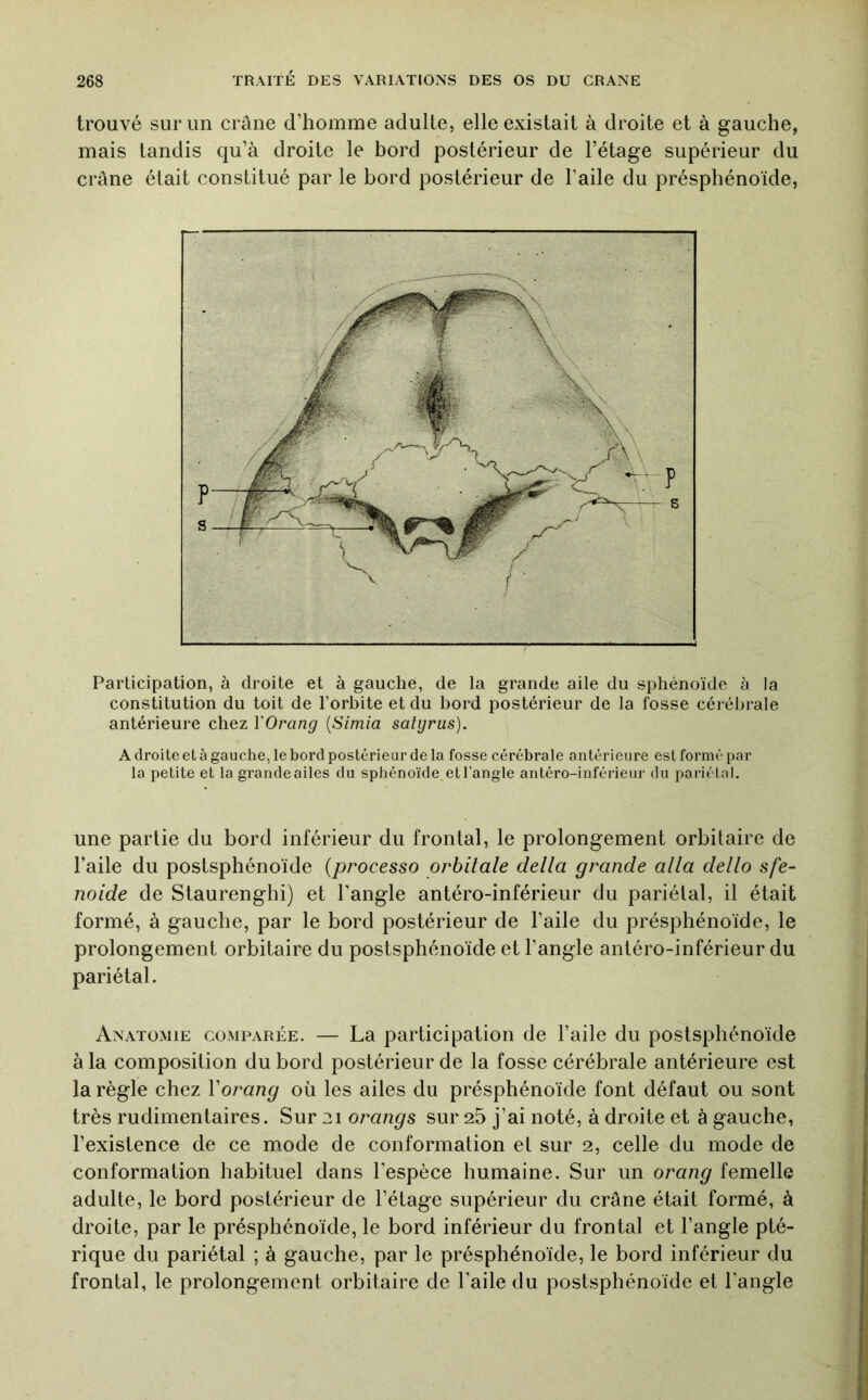 trouvé sur un crâne d’homme adulte, elle existait à droite et à gauche, mais tandis qu’à droite le hord postérieur de l’étage supérieur du crâne était constitué par le bord postérieur de l’aile du présphénoïde, Participation, à droite et à gauche, de la grande aile du sphénoïde à la constitution du toit de l’orbite et du bord postérieur de la fosse cérébrale antérieure chez YOrang {Simia satyrus). A droite et à gauche, le bord postérieur de la fosse cérébrale antérieure est formé par la petite et la grandeailes du sphénoïde et l’angle antéro-inférieur du pariétal. une partie du bord inférieur du frontal, le prolongement orbitaire de l’aile du postsphénoïde (processo orbitale delta grande alla dello sfe~ noide de Staurenghi) et l’angle antéro-inférieur du pariétal, il était formé, à gauche, par le bord postérieur de l’aile du présphénoïde, le prolongement orbitaire du postsphénoïde et l’angle antéro-inférieur du pariétal. Anatomie comparée. — La participation de l’aile du postsphénoïde à la composition du bord postérieur de la fosse cérébrale antérieure est la règle chez Vorang où les ailes du présphénoïde font défaut ou sont très rudimentaires. Sur 21 orangs sur 25 j’ai noté, à droite et à gauche, l’existence de ce mode de conformation et sur 2, celle du mode de conformation habituel dans l’espèce humaine. Sur un orang femelle adulte, le bord postérieur de l’étage supérieur du crâne était formé, à droite, par le présphénoïde, le bord inférieur du frontal et l’angle pté- rique du pariétal ; à gauche, par le présphénoïde, le bord inférieur du frontal, le prolongement orbitaire de l’aile du postsphénoïde et l’angle