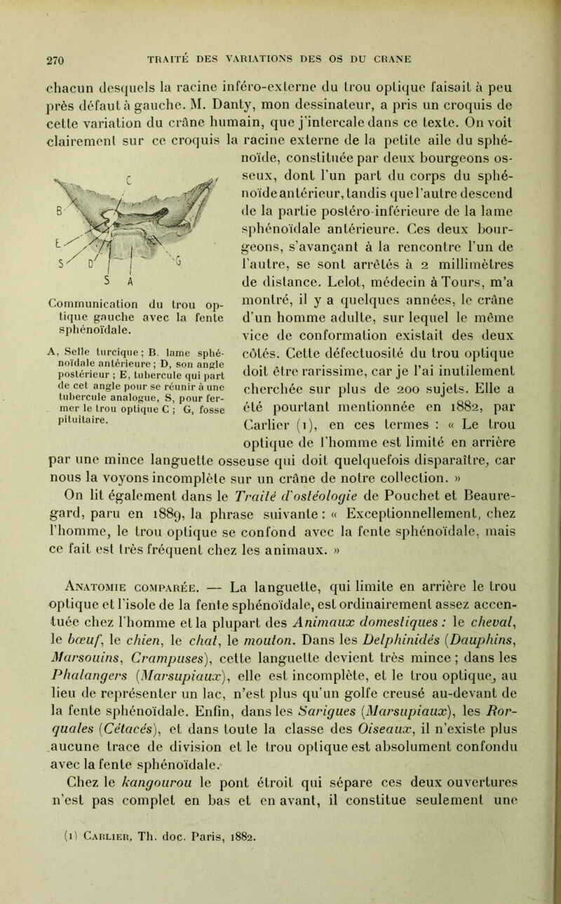 chacun desquels la racine inféro-exlerne du trou optique faisait à peu près défaut à gauche. M. Danty, mon dessinateur, a pris un croquis de cette variation du crâne humain, que j’intercale dans ce texte. On voit clairement sur ce croquis la racine externe de la petite aile du sphé- noïde, constituée par deux bourgeons os- seux, dont l’un part du corps du sphé- noïde antérieur, tandis que l’autre descend de la partie postéro-inférieure de la lame sphénoïdale antérieure. Ces deux bour- geons, s’avançant à la rencontre l’un de l’autre, se sont arrêtés à 2 millimètres de distance. Lelot, médecin à Tours, m’a montré, il y a quelques années, le crâne d’un homme adulte, sur lequel le même vice de conformation existait des deux côtés. Cette défectuosité du trou optique doit être rarissime, car je l’ai inutilement cherchée sur plus de 200 sujets. Elle a été pourtant mentionnée en 1882, par Carlier (1), en ces termes : « Le trou optique de l’homme est limité en arrière par une mince languette osseuse qui doit quelquefois disparaître^ car nous la voyons incomplète sur un crâne de notre collection. » On lit également dans le Traité tVosléologie de Pouchet et Beaure- gard, paru en 1889, la phrase suivante : « Exceptionnellement, chez l’homme, le trou optique se confond avec la fente sphénoïdale, mais ce fait est très fréquent chez les animaux. » Anatomie comparée. — La languette, qui limite en arrière le trou optique et l’isole de la fente sphénoïdale, est ordinairement assez accen- tuée chez l’homme et la plupart des Animaux domestiques : le chevat^ le bœuf^ le c/z/en, le chat^ le mouton. Dans les Detphinidés [Dauphins^ Marsouins^ Crampuses)^ cette languette devient très mince ; dans les Pliatangers [Marsupiaux)^ elle est incomplète, et le trou optique^ au lieu de représenter un lac, n’est plus qu’un golfe creusé au-devant de la fente sphénoïdale. Enfin, dans les Sarigues [Marsupiaux)^ les Ror- quates [Cétacés)^ et dans toute la classe des Oiseaux^ il n’existe plus .aucune trace de division et le trou optique est absolument confondu avec la fente sphénoïdale.* Chez le kangourou le pont étroit qui sépare ces deux ouvertures n’est pas complet en bas et en avant, il constitue seulement une Communication du trou op- tique gauche avec la fente sphénoïdale. A, Selle tiirciqiie;B. lame sphé- noïdale antérieure ; D, son an^le postérieur ; E, tubercule qui part de cet angle pour se réunir à une tubercule analogue, S, pour fer- mer le trou optique C ; G, fosse pituitaire. (1) Carlier, Th. doc. Paris, 1882.