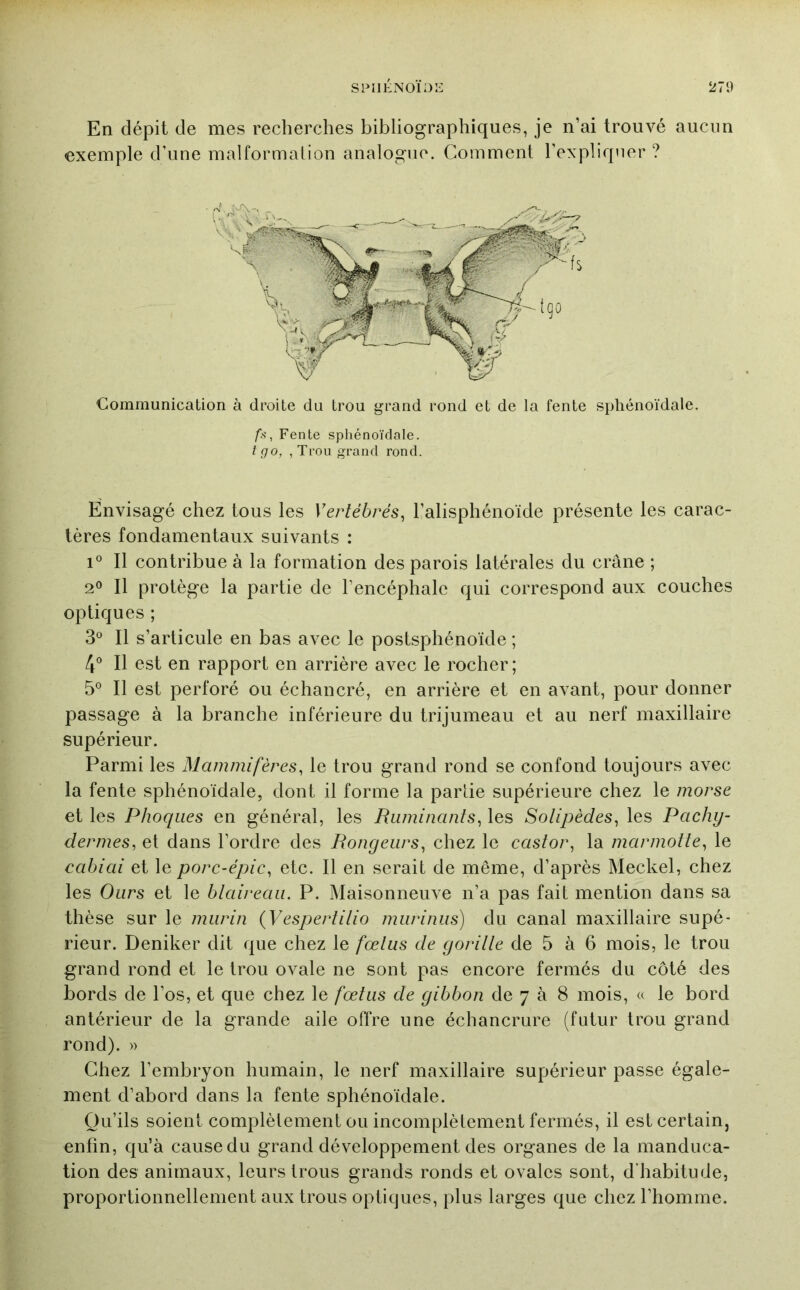 En dépit de mes recherches bibliographiques, je n’ai trouvé aucun exemple d’une malformation analogue. Comment l’expliqner ? Communication à droite du trou grand rond et de la fente sphénoïdale. fii, Fente sphénoïdale. tgo, ,Troii grand rond. Envisagé chez tous les Vertébrés^ l’alisphénoïde présente les carac- tères fondamentaux suivants : 1° Il contribue à la formation des parois latérales du crâne ; 2° Il protège la partie de l’encéphale qui correspond aux couches optiques ; 3*^ Il s’articule en bas avec le postsphénoïde ; 4° Il est en rapport en arrière avec le rocher; 5° Il est perforé ou échancré, en arrière et en avant, pour donner passage à la branche inférieure du trijumeau et au nerf maxillaire supérieur. Parmi les Mammifères, le trou grand rond se confond toujours avec la fente sphénoïdale, dont il forme la parlie supérieure chez le morse et les Phoques en général, les Ruminants, les Solipèdes, les Pachy- dermes, et dans l’ordre des Rongeurs, chez le castor, la marmotte, le cabiai et le porc-épic, etc. Il en serait de même, d’après Meckel, chez les Ours et le btaireau. P. Maisonneuve n’a pas fait mention dans sa thèse sur le murin {Vespertitio murinus) du canal maxillaire supé- rieur. Deniker dit que chez le fœtus de goritte de 5 à 6 mois, le trou grand rond et le trou ovale ne sont pas encore fermés du côté des bords de l’os, et que chez le fœtus de gibbon de 7 à 8 mois, « le bord antérieur de la grande aile offre une échancrure (futur trou grand rond). )) Chez l’embryon humain, le nerf maxillaire supérieur passe égale- ment d’abord dans la fente sphénoïdale. Qu’ils soient complètement ou incomplètement fermés, il est certain, enfin, qu’à cause du grand développement des organes de la manduca- tion des animaux, leurs trous grands ronds et ovales sont, d’habitude, proportionnellement aux trous optiques, plus larges que chez l’homme.