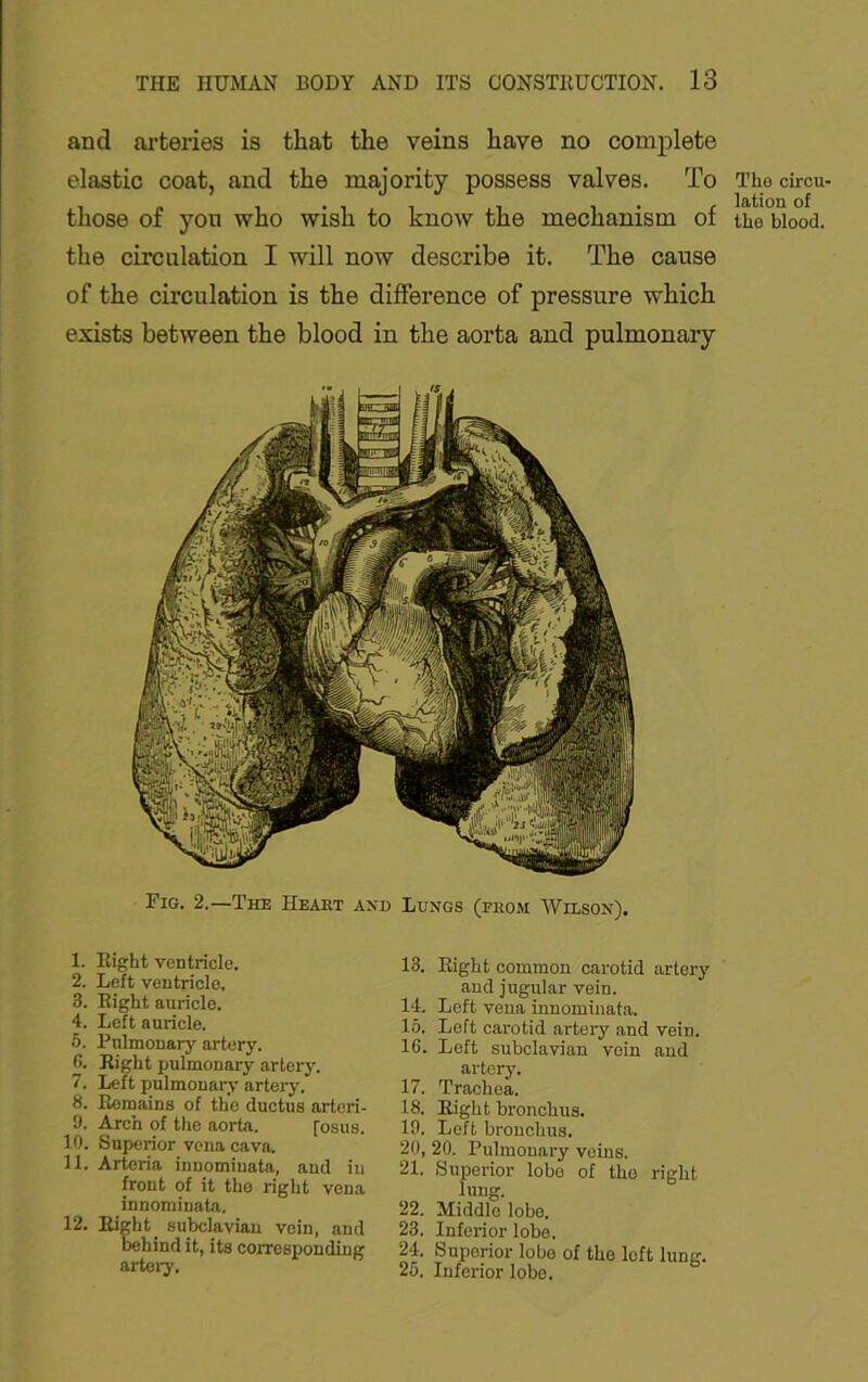 and arteries is that the veins have no complete elastic coat, and the majority possess valves. To those of yon who wish to know the mechanism of the circulation I will now describe it. The cause of the circulation is the difference of pressure which exists between the blood in the aorta and pulmonary Fig. 2.—The Heaht a\d Lungs (fhom Wilson). 1. Right ventricle. 2. Left ventricle, 3. Right auricle. 4. Left auricle. 5. Pulmonary artery. (). Right pulmonary artery. 7. Left pulmonary artery. 8. Remains of the ductus artcri- i). Arch of the aorta. fosus. 10. Superior vena cava. 11. Arteria innomiuata, and in front of it the right vena innomiuata. 12. Right subclavian vein, and Dehind it, its corresponding artery. 13. Eight common carotid artery and jugular vein. 14. Left vena innomiuata. 15. Left carotid artery and vein. 16. Left subclavian vein and artery. 17. Trachea. 18. Right bronchus. 19. Loft bronchus. 20. 20. Pulmonary veins. 21. Superior lobo of tho right lung. 22. Middle lobe. 23. Inferior lobe. 24. Superior lobo of the loft lung. 25. Inferior lobe. Tho circu- lation of the blood.