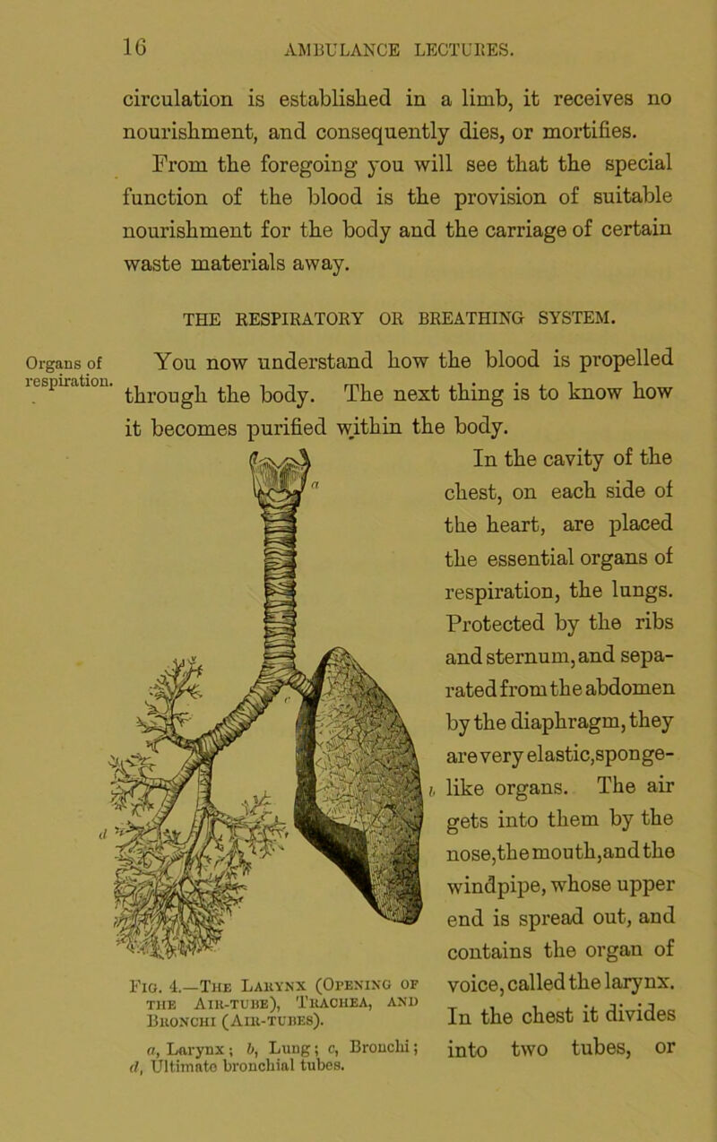 circulation is established in a limb, it receives no nourishment, and consequently dies, or mortifies. From the foregoing you will see that the special function of the blood is the provision of suitable nourishment for the body and the carriage of certain waste materials away. THE RESPIRATORY OR BREATHING SYSTEM. Organs of respiration. You now understand how the blood is propelled through the body. The next thing is to know how it becomes purified within the body. In the cavity of the chest, on each side of the heart, are placed the essential organs of respiration, the lungs. Protected by the ribs and sternum, and sepa- rated from th e abdomen by the diaphragm, they are very elastic,sponge- h like organs. The air gets into them by the nose,themouth,andthe windpipe, whose upper end is spread out, and contains the organ of Fig. 4.—The Lauynx (Opening of voice, called the larynx. THE AIU-TUHE), ThACHEA, ANH ^ j.1 h 4. u Buonchi (Am-tubes). In the chest it cliviaes a. Larynx; b, Lung; c, Bronclii; into twO tubeS, Or (I, Ultimate bronchial tubes.