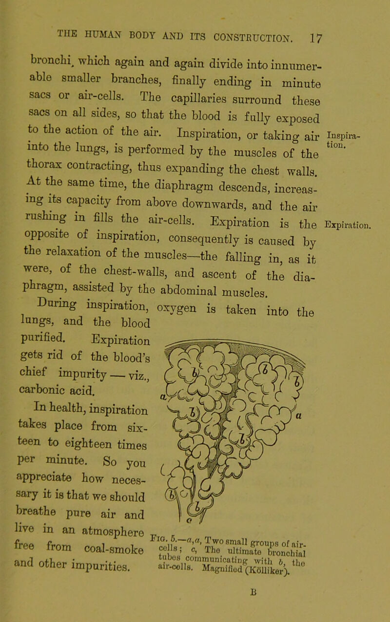 bronchi^ which again and again divide into innumer- able smaller branches, finally ending in minute sacs or air-cells. The capillaries surround these sacs on all sides, so that the blood is fully exposed to the action of the air. Inspiration, or taking air ipepira- into the lungs, is performed by the muscles of the thorax contracting, thus expanding the chest walls. At the same time, the diaphragm descends, increas- ing its capacity from above downwards, and the air rushing in fills the air-cells. Expiration is the Expiration, opposite of inspiration, consequently is caused by the relaxation of the muscles—the falling in, as it were, of the chest-walls, and ascent of the dia- phragm, assisted by the abdominal muscles. Dunng mspiration, oxygen is taken into the lungs, and the blood purified. Expiration gets rid of the blood’s chief impurity — viz., carbonic acid. In health, inspiration takes place from six- teen to eighteen times per minute. So you appreciate how neces- sary it is that we should breathe pure air and live in an atmosphere -p free from ooal-amoke '“UTmTSlTZS'S and other impurities. B