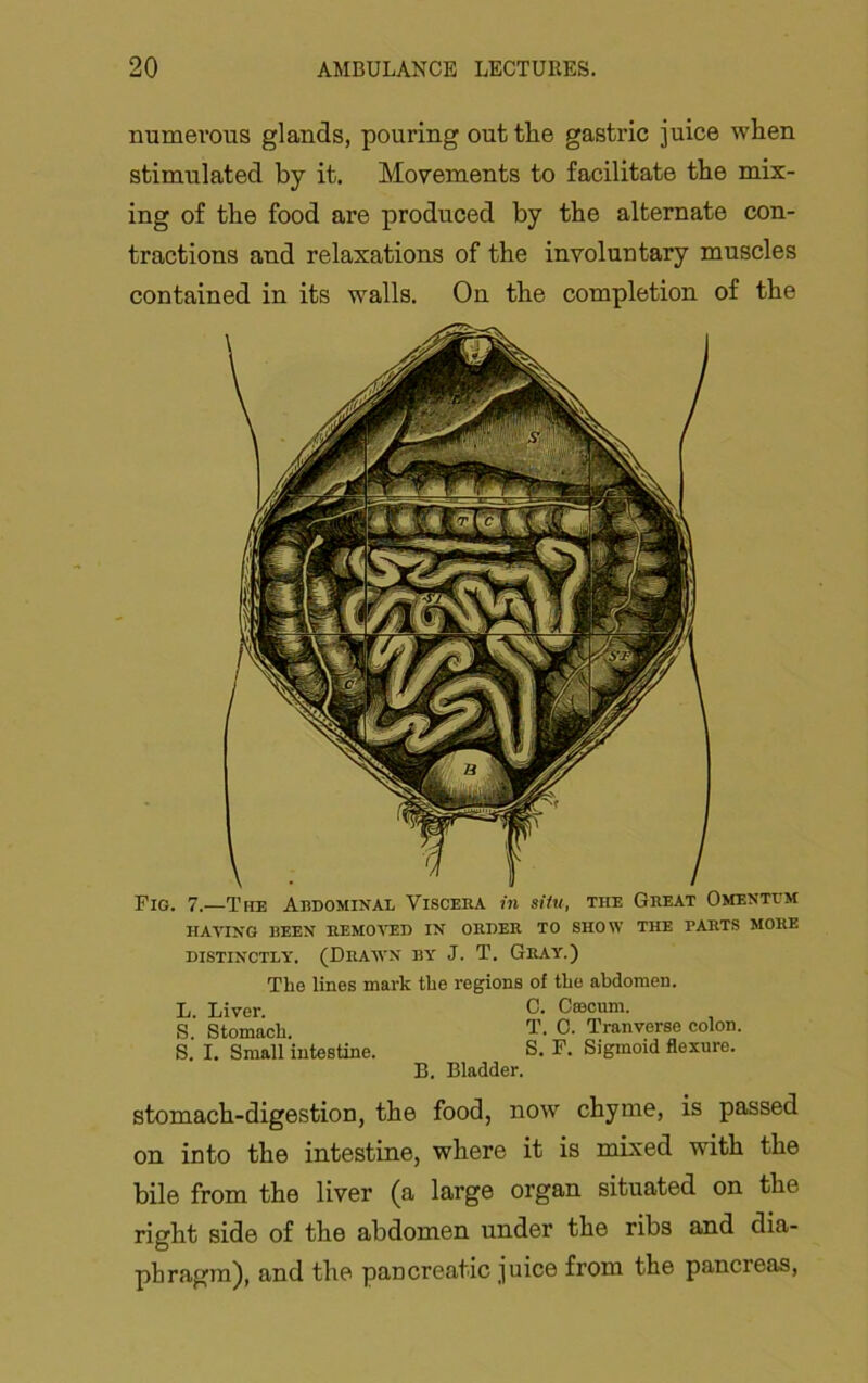 numevous glands, pouring out tlie gastric juice when stimulated by it. Movements to facilitate the mix- ing of the food are produced by the alternate con- tractions and relaxations of the involuntary muscles contained in its walls. On the completion of the Fig. 7.—The Abdominal Visceba in sHu, the Great Omentum HAYING been removed IN ORDER TO SHOW THE PARTS MORE DISTINCTLY. (DRAWN BY J. T. GRAY.) The lines mark the regions of the abdomen. L. Liver. C. CEecum. S. Stomach. T. C. Tranverse colon. S. I. Small intestine. S. F. Sigmoid flexure. B. Bladder. stomach-digestion, the food, now chyme, is passed on into the intestine, where it is mixed with the bile from the liver (a large organ situated on the right side of the abdomen under the ribs amd dia- phragm), and the pancreatic juice from the pancreas.