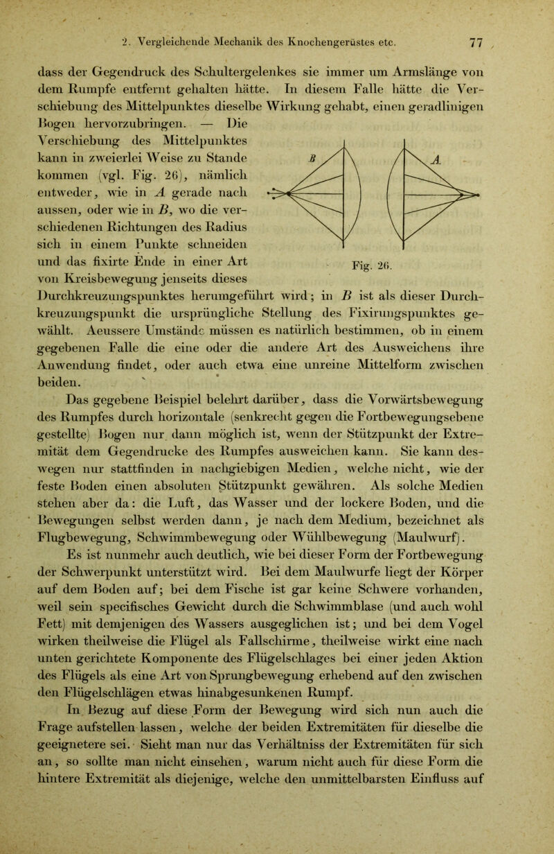 dass der Gegendruck des Schultergelenkes sie immer um Armslänge von dem Rumpfe entfernt gehalten hätte. In diesem Falle hätte die Ver- schiebung des Mittelpunktes dieselbe Wirkung gehabt, einen geradlinigen Rogen hervorzubringen. — Die Verschiebung des Mittelpunktes kann in zweierlei Weise zu Stande kommen (vgl. Fig. 26), nämlich entweder, wie in A gerade nach aussen, oder wie in B, wo die ver- schiedenen Richtungen des Radius sich in einem Punkte schneiden und das fixirte Ende in einer Art von Kreisbewegung jenseits dieses Durchkreuzungspunktes herumgeführt wird; in B ist als dieser Durch- kreuzungspunkt die ursprüngliche Stellung des Fixirungspunktes ge- wählt. Aeussere Umstände müssen es natürlich bestimmen, ob in einem gegebenen Falle die eine oder die andere Art des Ausweichens ihre Anwendung findet, oder auch etwa eine unreine Mittelform zwischen beiden. Das gegebene Beispiel belehrt darüber, dass die Vorwärtsbewegung des Rumpfes durch horizontale (senkrecht gegen die Fortbewegungsebene gestellte) Bogen nur dann möglich ist, wenn der Stützpunkt der Extre- mität dem Gegendrücke des Rumpfes aus weichen kann. Sie kann des- wegen nur stattfinden in nachgiebigen Medien, welche nicht, wie der feste Boden einen absoluten Stützpunkt gewähren. Als solche Medien stehen aber da: die Luft, das Wasser und der lockere Boden, und die Bewegungen selbst werden dann, je nach dem Medium, bezeichnet als Flugbewegung, Schwimmbewegung oder Wühlbewegung (Maulwurf). Es ist nunmehr auch deutlich, wie bei dieser Form der Fortbewegung der Schwerpunkt unterstützt wird. Bei dem Maulwurfe liegt der Körper auf dem Boden auf; bei dem Fische ist gar keine Schwere vorhanden, weil sein specifisches Gewicht durch die Schwimmblase (und auch wohl Fett) mit demjenigen des Wassers ausgeglichen ist; und bei dem Vogel wirken theilweise die Flügel als Fallschirme, theilweise wirkt eine nach unten gerichtete Komponente des Flügelschlages bei einer jeden Aktion des Flügels als eine Art von Sprungbewegung erhebend auf den zwischen den Flügelschlägen etwas hinabgesunkenen Rumpf. In Bezug auf diese Form der Bewegung wird sich nun auch die Frage aufstellen lassen, welche der beiden Extremitäten für dieselbe die geeignetere sei. Sieht man nur das Verhältniss der Extremitäten für sich an, so sollte man nicht einsehen, warum nicht auch für diese Form die hintere Extremität als diejenige, welche den unmittelbarsten Einfluss auf