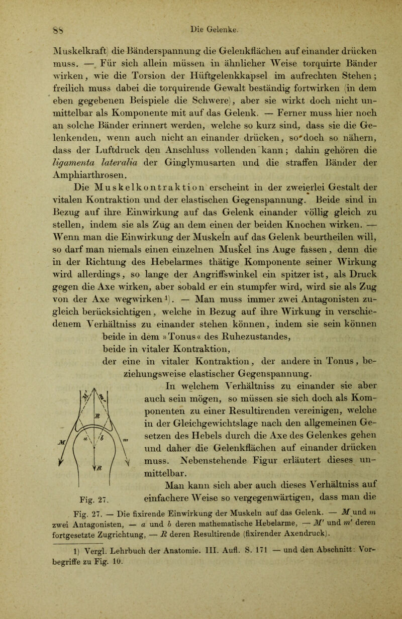 Muskelkraft die Bänderspannung die Gelenkflächen auf einander drücken muss. — Für sich allein müssen in ähnlicher Weise torquirte Bänder wirken, wie die Torsion der Hüftgelenkkapsel im aufrechten Stehen; freilich muss dabei die torquirende Gewalt beständig fortwirken (in dem eben gegebenen Beispiele die Schwere), aber sie wirkt doch nicht un- mittelbar als Komponente mit auf das Gelenk. — Ferner muss hier noch an solche Bänder erinnert werden, welche so kurz sind, dass sie die Ge- lenkenden, wenn auch nicht an einander drücken, so#doch so nähern, dass der Luftdruck den Anschluss vollenden kann; dahin gehören die ligamenta lateralia der Ginglymusarten und die straffen Bänder der Amphiarthrosen. Die Muskelkontraktion erscheint in der zweierlei Gestalt der vitalen Kontraktion und der elastischen Gegenspannung. Beide sind in Bezug auf ihre Einwirkung auf das Gelenk einander völlig gleich zu stellen, indem sie als Zug an dem einen der beiden Knochen wirken. — Wenn man die Einwirkung der Muskeln auf das Gelenk beurtheilen will, so darf man niemals einen einzelnen Muskel ins Auge fassen, denn die in der Richtung des Hebelarmes thätige Komponente seiner Wirkung wird allerdings, so lange der Angriffswinkel ein spitzer ist, als Druck gegen die Axe wirken, aber sobald er ein stumpfer wird, wird sie als Zug von der Axe wegwirkenx). — Man muss immer zwei Antagonisten zu- gleich berücksichtigen, welche in Bezug auf ihre Wirkung in verschie- denem Yerhältniss zu einander stehen können, indem sie sein können beide in dem »Tonus« des Ruhezustandes, beide in vitaler Kontraktion, der eine in vitaler Kontraktion, der andere in Tonus, be- ziehungsweise elastischer Gegenspannung. In welchem Verhältniss zu einander sie aber auch sein mögen, so müssen sie sich doch als Kom- ponenten zu einer Resultirenden vereinigen, welche in der Gleichgewichtslage nach den allgemeinen Ge- setzen des Hebels durch die Axe des Gelenkes gehen und daher die Gelenkflächen auf einander drücken muss. Nebenstehende Figur erläutert dieses un- mittelbar. Man kann sich aber auch dieses Yerhältniss auf einfachere Weise so vergegenwärtigen, dass man die Eig. 27. — Die fixirende Einwirkung der Muskeln auf das Gelenk. — M und rn zwei Antagonisten, — a und b deren mathematische Hebelarme, — M' und m’ deren fortgesetzte Zugrichtung, — R deren Resultirende (führender Axendruck). 1) Vergl. Lehrbuch der Anatomie. III. Aufl. S. 171 — und den Abschnitt: Vor- begriffe zu Fig. 10.