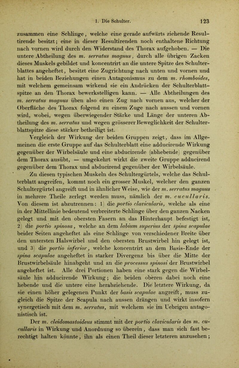 zusammen eine Schlinge, welche eine gerade aufwärts ziehende Resul- tirende besitzt; eine in dieser Resultirenden noch enthaltene Richtung nach vornen wird durch den Widerstand des Thorax aufgehoben. — Die untere Abtheilung des m. serratus magnus, durch alle übrigen Zacken dieses Muskels gebildet und koncentrirt an die untere Spitze des Schulter- blattes angeheftet, besitzt eine Zugrichtung nach unten und vornen und hat in beiden Beziehungen einen Antagonismus zu dem m. rhomboides, mit welchem gemeinsam wirkend sie ein Andrücken der Schulterblatt- spitze an den Thorax bewerkstelligen kann. — Alle Abtheilungen des m. serratus magnus üben also einen Zug nach vornen aus, welcher der Oberfläche des Thorax folgend zu einem Zuge nach aussen und vornen wird, wobei, wegen überwiegender Stärke und Länge der unteren Ab- theilung des m. serratus und wegen grösserer Beweglichkeit der Schulter- blattspitze diese stärker betheiligt ist. Vergleich der Wirkung der beiden Gruppen zeigt, dass im Allge- meinen die erste Gruppe auf das Schulterblatt eine adducirende Wirkung gegenüber der Wirbelsäule und eine abducirende (abhebende) gegenüber dem Thorax ausübt, — umgekehrt wirkt die zweite Gruppe adducirend gegenüber dem Thorax und abducirend gegenüber der Wirbelsäule. Zu diesen typischen Muskeln des Schultergürtels, welche das Schul- terblatt angreifen, kommt noch ein grosser Muskel, welcher den ganzen Schultergürtel angreift und in ähnlicherWeise, wie der m. serratus magnus in mehrere Theile zerlegt werden muss, nämlich der m. cucullaris. Von diesem ist abzutrennen: 1) die portio clavicularis, welche als eine in der Mittellinie bedeutend verbreiterte Schlinge über den ganzen Nacken gelegt und mit den obersten Fasern an das Hinterhaupt befestigt ist, 2) die portio spinosa, welche an dem labium superius der spina scapulae beider Seiten angeheftet als eine Schlinge von verschiedener Breite über den untersten Halswirbel und den obersten Brustwirbel hin gelegt ist, und 3) die portio inferior, welche koncentrirt an dem Basis-Ende der spina scapulae angeheftet in starker Divergenz bis über die Mitte der Brustwirbelsäule hinabgeht und an die processus spinosi der Brustwirbel angeheftet ist. Alle drei Portionen haben eine stark gegen die Wirbel- säule hin adducirende Wirkung; die beiden oberen dabei noch eine hebende und die untere eine herabziehende. Die letztere Wirkung, da sie einen höher gelegenen Punkt der basis scapulae angreift, muss zu- gleich die Spitze der Scapula nach aussen drängen und wirkt insofern synergetisch mit dem m. serratus, mit welchem sie im Uebrigen antago- nistisch ist. \ Der m. cleidomastoideus stimmt mit der portio clavicularis des m. cu- cullaris in Wirkung und Anordnung so überein, dass man sich fast be- rechtigt halten könnte, ihn als einen Theil dieser letzteren anzusehen;