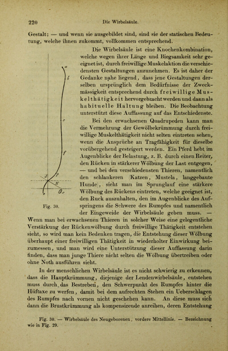 Gestalt; — und wenn sie ausgebildet sind, sind sie der statischen Bedeu- tung, welche ihnen zukommt, vollkommen entsprechend. Die Wirbelsäule ist eine Knochenkombination, welche wegen ihrer Länge und Biegsamkeit sehr ge- eignet ist, durch freiwillige Muskelaktion die verschie- densten Gestaltungen anzunehmen. Es ist daher der Gedanke nahe liegend, dass jene Gestaltungen der- selben ursprünglich dem Bedürfnisse der Zweck- mässigkeit entsprechend durch freiwillige Mus- kelthätigkeit hervorgebracht werden und dann als habituelle Haltung bleiben. Die Beobachtung unterstützt diese Auffassung auf das Entschiedenste. Bei den erwachsenen Quadrupeden kann man die Vermehrung der Gewölbekrümmung durch frei- willige Muskelthätigkeit nicht selten eintreten sehen, wenn die Ansprüche an Tragfähigkeit für dieselbe vorübergehend gesteigert werden. Ein Pferd hebt im Augenblicke der Belastung, z. B. durch einen Reiter, den Rücken in stärkerer Wölbung der Last entgegen, — und bei den verschiedensten Thieren, namentlich den schlankeren (Katzen, Mustela, langgebaute Hunde), sieht man im Sprunglauf eine stärkere Wölbung des Rückens eintreten, welche geeignet ist, den Ruck auszuhalten, den im Augenblicke des Auf- springens die Schwere des Rumpfes und namentlich der Eingeweide der Wirbelsäule geben muss. — Wenn man bei erwachsenen Thieren in solcher Weise eine gelegentliche Verstärkung der Rückenwölbung durch freiwillige Thätigkeit entstehen sieht, so wird man kein Bedenken tragen, die Entstehung dieser Wölbung überhaupt einer freiwilligen Thätigkeit in wiederholter Einwirkung bei- zumessen, und man wird eine Unterstützung dieser Auffassung darin finden, dass man junge Thiere nicht selten die Wölbung übertreiben oder ohne Noth ausführen sieht. In der menschlichen Wirbelsäule ist es nicht schwierig zu erkennen, dass die Hauptkrümmung, diejenige der Lenden'Wirbelsäule, entstehen muss durch das Bestreben, den Schwerpunkt des Rumpfes hinter die Hliftaxe zu werfen, damit bei dem aufrechten Stehen ein Ueberschlagen des Rumpfes nach vornen nicht geschehen kann. An diese muss sich dann die Brustkrümmung als kompensirende anreihen, deren Entstehung Fig. 30. — Wirbelsäule des Neugeborenen, vordere Mittellinie. — Bezeichnung wie in Fig. 29. Fig. 30.