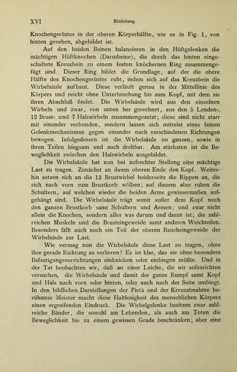 Knochengerüstes in der oberen Körperhälfte, wie es in Fig. 1, von hinten gesehen, abgebildet ist. Auf den beiden Beinen balancieren in den Hüftgelenken die mächtigen Hüftknochen (Darmbeine), die durch das hinten einge- schaltete Kreuzbein zu einem festen knöchernen Ring zusammenge- fügt sind. Dieser Ring bildet die Grundlage, auf der die obere Hälfte des Knochengerüstes ruht, indem sich auf das Kreuzbein die Wirbelsäule auf baut. Diese verläuft genau in der Mittellinie des Körpers und reicht ohne Unterbrechung bis zum Kopf, mit dem sie ihren Abschluß findet. Die Wirbelsäule wird aus den einzelnen Wirbeln und zwar, von unten her gerechnet, aus den 5 Lenden-, 12 Brust- und 7 Halswirbeln zusammengesetzt; diese sind nicht starr mit einander verbunden, sondern lassen sich mittelst eines feinen Gelenkmechanismus gegen einander nach verschiedenen Richtungen bewegen. Infolgedessen ist die Wirbelsäule im ganzen, sowie in ihren Teilen biegsam und auch drehbar. Am stärksten ist die Be- weglichkeit zwischen den Halswirbeln ausgebildet. Die Wirbelsäule hat nun bei aufrechter Stellung eine mächtige Last zu tragen. Zunächst an ihrem oberen Ende den Kopf. Weiter-' hin setzen sich an die 12 Brustwirbel beiderseits die Rippen an, die sich nach vorn zum Brustkorb wölben; auf diesem aber ruhen die Schultern, auf welchen wieder die beiden Arme gewissermaßen auf- gehängt sind. Die Wirbelsäule trägt somit außer dem Kopf noch den ganzen Brustkorb samt Schultern und Armen; und zwar nicht allein die Knochen, sondern alles was darum und daran ist; die zahl- reichen Muskeln und die Brusteingeweide samt anderen Weichteilen. Besonders fällt auch noch ein Teil der oberen Baucheingeweide der Wirbelsäule zur Last. Wie vermag nun die Wirbelsäule diese Last zu tragen, ohne ihre gerade Richtung zu verlieren? Es ist klar, das sie ohne besondere Befestigungsvorrichtungen einknicken oder einbiegen müßte. Und in der Tat beobachten wir, daß an einer Leiche, die wir aufzurichten versuchen, die Wirbelsäule und damit der ganze Rumpf samt Kopf und Hals nach vorn oder hinten, oder auch nach der Seite umbiegt. In den bildlichen Darstellungen der Pieta und der Kreuzabnahme be- rühmter Meister macht diese Haltlosigkeit des menschlichen Körpers einen ergreifenden Eindruck. Die Wirbelgelenke besitzen zwar zahl- reiche Bänder, die sowohl am Lebenden, als auch am Toten die Beweglichkeit bis zu einem gewissen Grade beschränken; aber eine