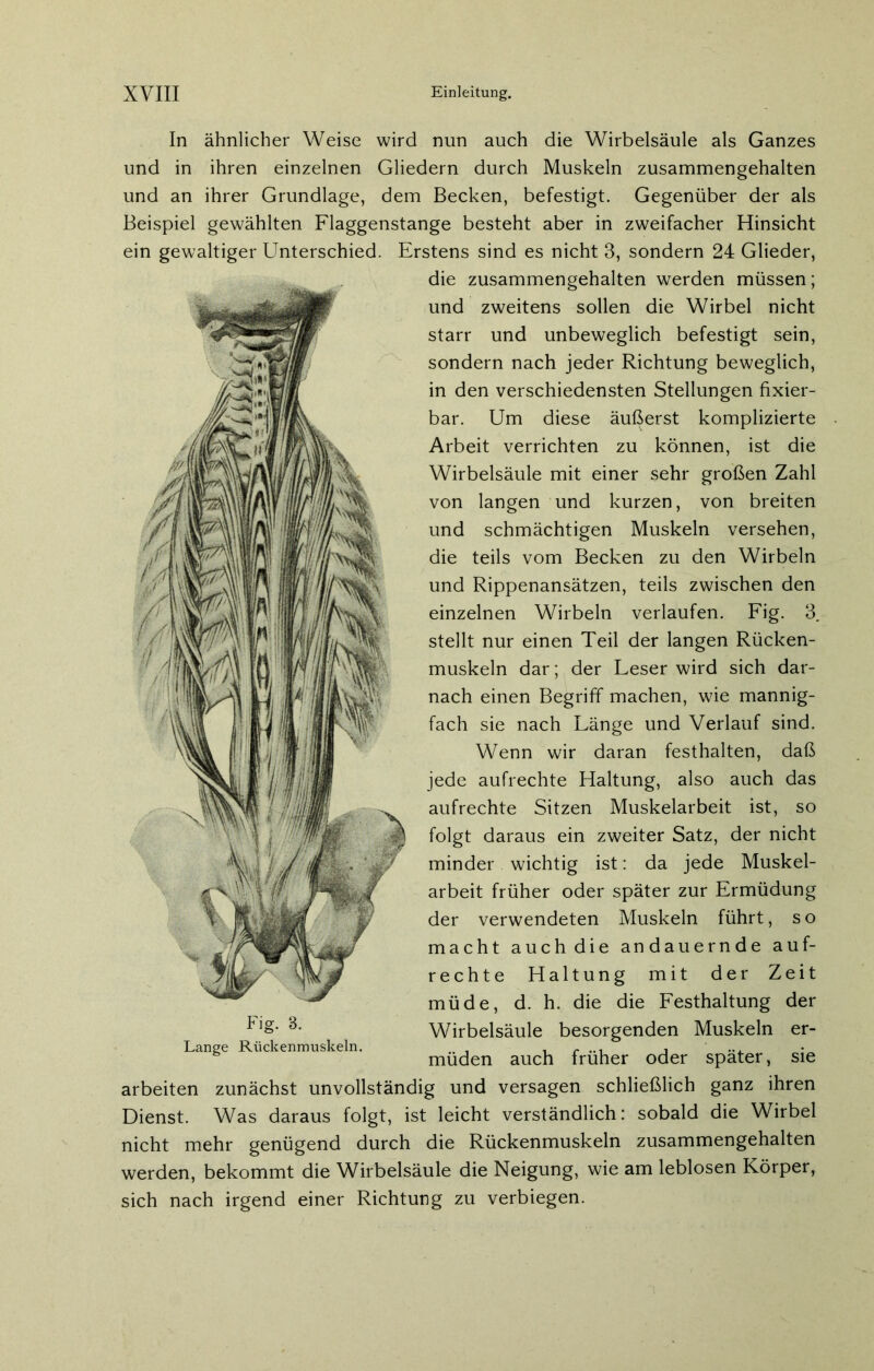 In ähnlicher Weise wird nun auch die Wirbelsäule als Ganzes und in ihren einzelnen Gliedern durch Muskeln zusammengehalten und an ihrer Grundlage, dem Becken, befestigt. Gegenüber der als Beispiel gewählten Flaggenstange besteht aber in zweifacher Hinsicht ein gewaltiger Unterschied. Erstens sind es nicht 3, sondern 24 Glieder, die zusammengehalten werden müssen; und zweitens sollen die Wirbel nicht starr und unbeweglich befestigt sein, sondern nach jeder Richtung beweglich, in den verschiedensten Stellungen fixier- bar. Um diese äußerst komplizierte Arbeit verrichten zu können, ist die Wirbelsäule mit einer sehr großen Zahl von langen und kurzen, von breiten und schmächtigen Muskeln versehen, die teils vom Becken zu den Wirbeln und Rippenansätzen, teils zwischen den einzelnen Wirbeln verlaufen. Fig. 3. stellt nur einen Teil der langen Rücken- muskeln dar; der Leser wird sich dar- nach einen Begriff machen, wie mannig- fach sie nach Länge und Verlauf sind. Wenn wir daran festhalten, daß jede aufrechte Haltung, also auch das aufrechte Sitzen Muskelarbeit ist, so folgt daraus ein zweiter Satz, der nicht minder wichtig ist: da jede Muskel- arbeit früher oder später zur Ermüdung der verwendeten Muskeln führt, so macht auch die andauernde auf- rechte Haltung mit der Zeit müde, d. h. die die Festhaltung der Wirbelsäule besorgenden Muskeln er- müden auch früher oder später, sie arbeiten zunächst unvollständig und versagen schließlich ganz ihren Dienst. Was daraus folgt, ist leicht verständlich: sobald die Wirbel nicht mehr genügend durch die Rückenmuskeln zusammengehalten werden, bekommt die Wirbelsäule die Neigung, wie am leblosen Körper, Fig. 8. Lange Rückenmuskeln. sich nach irgend einer Richtung zu verbiegen.