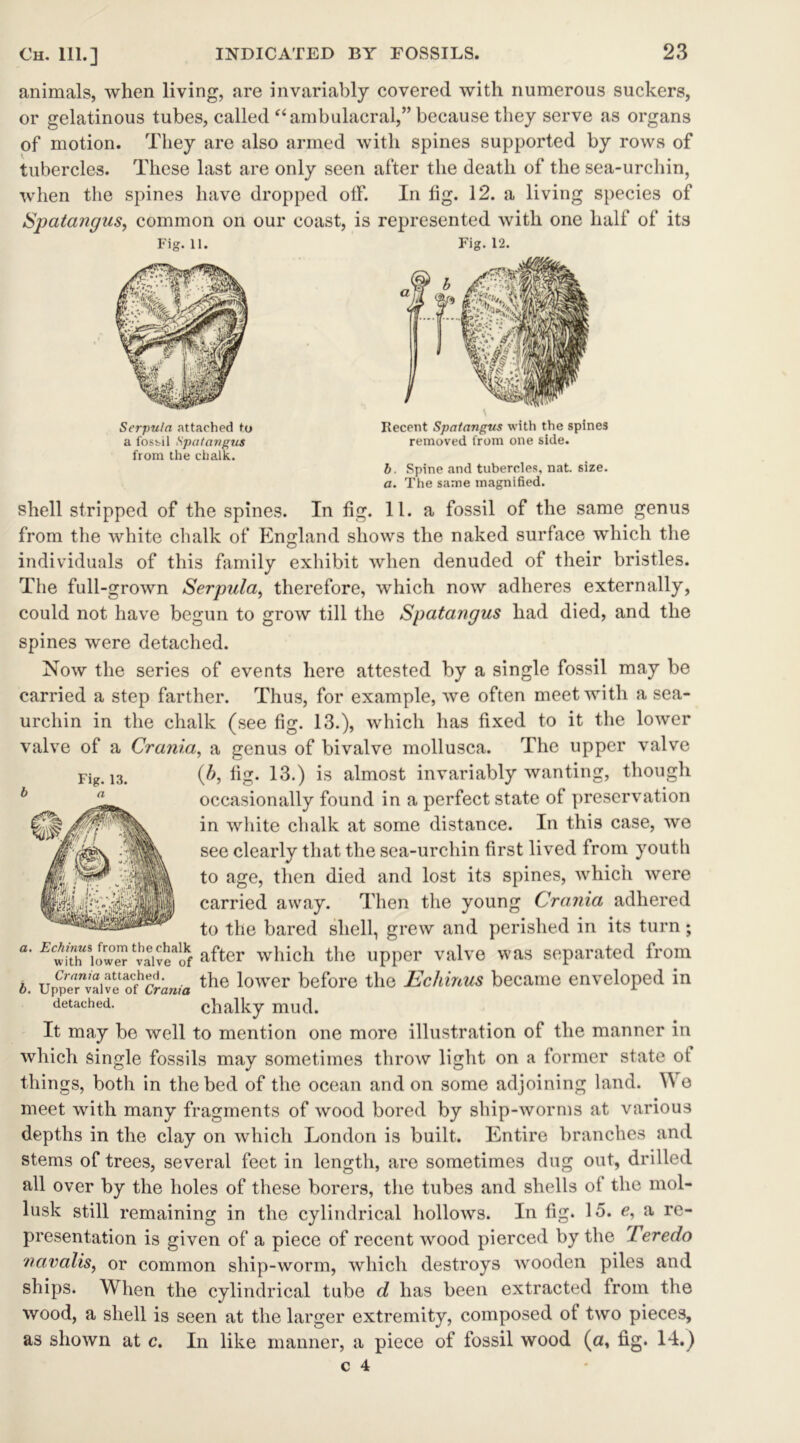 animals, when living, are invariably covered with numerous suckers, or gelatinous tubes, called “ambulacral,” because they serve as organs of motion. They are also armed with spines supported by rows of tubercles. These last are only seen after the death of the sea-urchin, when the spines have dropped otf. In tig. 12. a living species of Spatangus, common on our coast, is represented with one half of its Fig. 11. Fig. 12. Serpula attached to a fossil Spatangus from the chalk. Recent Spatangus with the spines removed from one side. b. Spine and tubercles, nat. size. a. The same magnified. shell stripped of the spines. In fig. 11. a fossil of the same genus from the white chalk of England shows the naked surface which the individuals of this family exhibit when denuded of their bristles. The full-grown Serpula, therefore, which now adheres externally, could not have begun to grow till the Spatangus had died, and the spines were detached. Now the series of events here attested by a single fossil may be carried a step farther. Thus, for example, we often meet with a sea- urchin in the chalk (see fig. 13.), which has fixed to it the lower valve of a Crania, a genus of bivalve mollusca. The upper valve (b, fig. 13.) is almost invariably wanting, though occasionally found in a perfect state of preservation in white chalk at some distance. In this case, we see clearly that the sea-urchin first lived from youth to age, then died and lost its spines, which were carried away. Then the young Crania adhered to the bared shell, grew and perished in its turn; a. Echinus^jomthechaik after which the upper valve was separated from b Up^ervaive^&oi Crania ^ie lower before the Echinus became enveloped in detached. chalky mud. It may be well to mention one more illustration of the manner in which single fossils may sometimes throw light on a former state ot things, both in the bed of the ocean and on some adjoining land. We meet with many fragments of wood bored by ship-worms at various depths in the clay on which London is built. Entire branches and stems of trees, several feet in length, are sometimes dug out, drilled all over by the holes of these borers, the tubes and shells ot the mol- lusk still remaining in the cylindrical hollows. In fig. 15. e, a re- presentation is given of a piece of recent wood pierced by the Teredo navails, or common ship-worm, which destroys wooden piles and ships. When the cylindrical tube d has been extracted from the wood, a shell is seen at the larger extremity, composed ot two pieces, as shown at c. In like manner, a piece of fossil wood (a, fig. 14.)