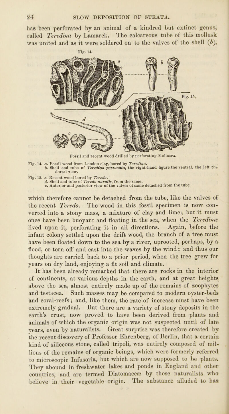 has been perforated by an animal of a kindred but extinct genus, called Teredina by Lamarck. The calcareous tube of this mollusk was united and as it were soldered on to the valves of the shell (b), Fig. 14. Fossil and recent wood drilled by perforating Mollusca. Fig. 14. a. Fossil wood from London clay, bored by Teredina. b. Shell and tube of Teredina personata, the right-hand figure the ventral, the left the dorsal view. Fig. 15. e. Recent wood bored by Teredo. d. Shell and tube of Teredo navalis, from the same. c. Anterior and posterior view of the valves of same detached from the tube. which therefore cannot be detached from the tube, like the valves of the recent Teredo. The wood in this fossil specimen is now con- verted into a stony mass, a mixture of clay and lime; but it must once have been buoyant and floating in the sea, when the Teredince lived upon it, perforating it in all directions. Again, before the infant colony settled upon the drift wood, the branch of a tree must have been floated down to the sea by a river, uprooted, perhaps, by a flood, or torn off and cast into the waves by the wind: and thus our thoughts are carried back to a prior period, when the tree grew for years on dry land, enjoying a fit soil and climate. It has been already remarked that there are rocks in the interior of continents, at various depths in the earth, and at great heights above the sea, almost entirely made up of the remains of zoophytes and testacea. Such masses may be compared to modern oyster-beds and coral-reefs; and, like them, the rate of increase must have been extremely gradual. But there are a variety of stony deposits in the earth’s crust, now proved to have been derived from plants and animals of which the organic origin was not suspected until of late years, even by naturalists. Great surprise was therefore created by the recent discovery of Professor Ehrenberg, of Berlin, that a certain kind of siliceous stone, called tripoli, was entirely composed of mil- lions of the remains of organic beings, which were formerly referred to microscopic Infusoria, but which are now supposed to be plants. They abound in freshwater lakes and ponds in England and other countries, and are termed Diatomaceaa by those naturalists who believe in their vegetable origin. The substance alluded to has