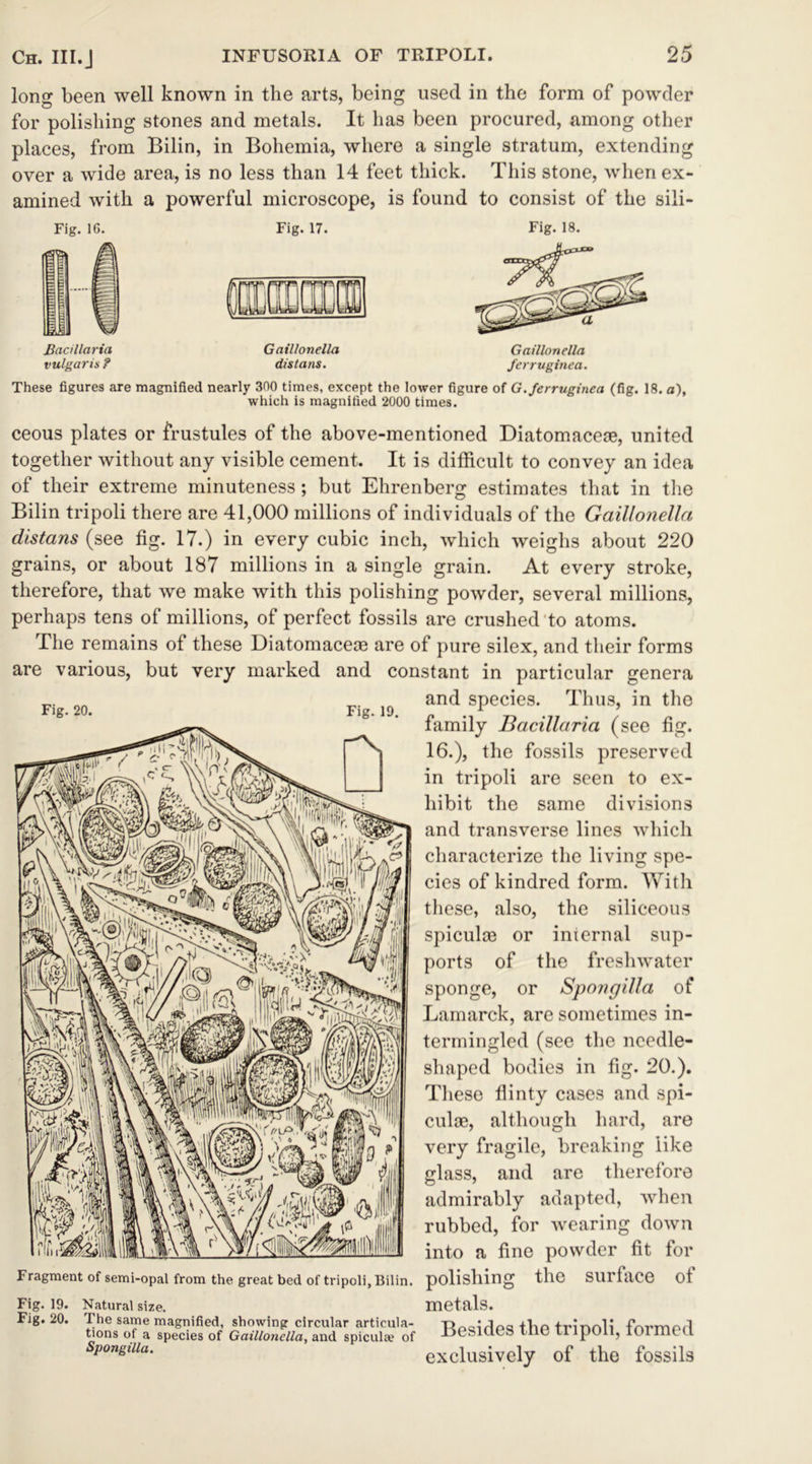 long been well known in the arts, being used in the form of powder for polishing stones and metals. It has been procured, among other places, from Bilin, in Bohemia, where a single stratum, extending over a wide area, is no less than 14 feet thick. This stone, when ex- amined with a powerful microscope, is found to consist of the sili- Fig. 16. Fig. 17. Fig. 18. H TOW Baallaria vulgaris ? GaiUonella distans. GaiUonella ferruginea. These figures are magnified nearly 300 times, except the lower figure of G. ferruginea (fig. 18. a), which is magnified 2000 times. ceous plates or frustules of the above-mentioned Diatomaceae, united together without any visible cement. It is difficult to convey an idea of their extreme minuteness; but Ehrenberg estimates that in the Bilin tripoli there are 41,000 millions of individuals of the GaiUonella distans (see fig. 17.) in every cubic inch, which weighs about 220 grains, or about 187 millions in a single grain. At every stroke, therefore, that we make with this polishing powder, several millions, perhaps tens of millions, of perfect fossils are crushed to atoms. The remains of these Diatomaceae are of pure silex, and their forms are various, but very marked and constant in particular genera and species. Thus, in the Fig. 20. Fig. 19. family Bacillaria (see fig. 16.), the fossils preserved in tripoli are seen to ex- hibit the same divisions and transverse lines which characterize the living spe- cies of kindred form. With these, also, the siliceous spiculae or internal sup- ports of the freshwater sponge, or Spongilla of Lamarck, are sometimes in- termingled (see the needle- shaped bodies in fig. 20.). These flinty cases and spi- culae, although hard, are very fragile, breaking like glass, and are therefore admirably adapted, when rubbed, for wearing down into a fine powder fit for Fragment of semi-opal from the great bed of tripoli, Bilin. polishing the SUl'lace ot Fig. 19. Natural size. metals. Fig. 20. The same magnified, showing circular articula- Rfxiirlpq thp trinnli fnrmprl tions of a species of GaiUonella, and spicula? of KlOS l ilC Tripoli} If lliii l exclusively of the fossils Spongilla.