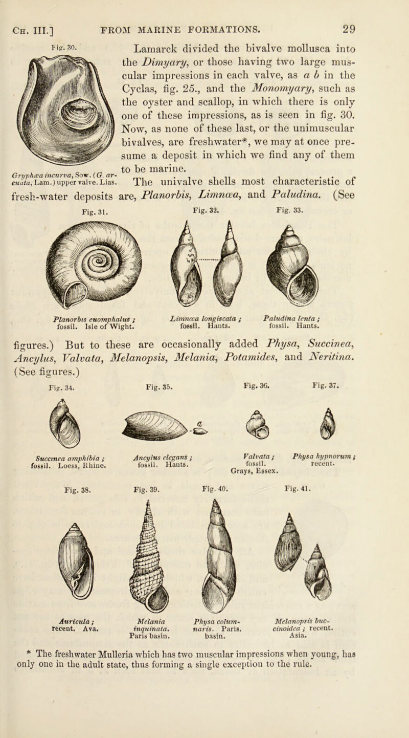 lip-30- Lamarck divided the bivalve mollusca into the Dimyary, or those having two large mus- cular impressions in each valve, as a b in the Cyclas, fig. 25., and the Monomyary, such as the oyster and scallop, in which there is only one of these impressions, as is seen in fig. 30. Now, as none of these last, or the unimuscular bivalves, are freshwater*, we may at once pre- sume a deposit in which we find any of them 0 „ to be marine. Gryphcea incurva, Sow. (G. nr- . , , , . « cuata, Lam.) upper valve. Lias. The univalve shells most characteristic ot fresh-water deposits are, Planorbis, Limncea, and Paludina. (See Fig. 31. Fig. 32. Fig. 33. Planorbis euomphalus ; fossil. Isle of Wight. Limncea longiscata ; fossil. Hants. Paludina lent a ; fossil. Hants. figures.) But to these are occasionally added Physa, Succinea, Ancylus, Valvata, Melanopsis, Melania, Potamides, and Neritina. (See figures.) Fig. 34. Succtnea amphibia ; fossil. Loess, Rhine. Fig. 35. Ancylus elegans ; fossil. Hants. Fig. 36. Fig. 37. Valvata ; Physa hypnorum ; fossil. recent. Grays, Essex. Fig. 38. Auricula ; recent. Ava. Fig. 39. Melania inquinata. Paris basin. Fig. 40. Physa colum- naris. Paris, basin. Fig. 41. Melanopsis buc- cinoidea ; recent. Asia. * The freshwater Mulleria which has two muscular impressions when young, has only one in the adult state, thus forming a single exception to the rule.