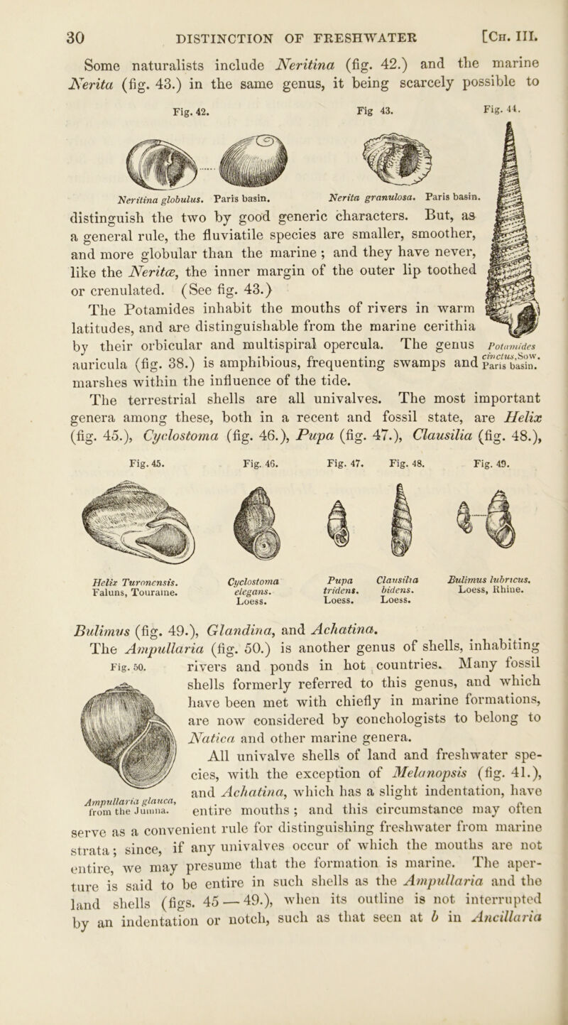 Some naturalists include Neritina (fig. 42.) and tlie marine Nerita (fig. 43.) in the same genus, it being scarcely possible to Fig. 42. Fig 43. Fig. 44. Neritina globulus. Paris basin. Nerita granulosa. Paris basin. distinguish the two by good generic characters. But, as a general rule, the fluviatile species are smaller, smoother, and more globular than the marine ; and they have never, like the Neritce, the inner margin of the outer lip toothed or crenulated. (See fig. 43.) The Potamides inhabit the mouths of rivers in warm latitudes, and are distinguishable from the marine cerithia by their orbicular and multispiral opercula. The genus auricula (fig. 38.) is amphibious, frequenting swamps and pa^batin? marshes within the influence of the tide. The terrestrial shells are all univalves. The most important genera among these, both in a recent and fossil state, are Helix (fig. 45.), Cyclostoma (fig. 46.), Pupa (fig. 47.), Clausilia (fig. 48.), Potornides Fig. 45. Fig. 46. Fig. 47. Fig. 48. Fig. 49. Helix Turonensis. Faluns, Touraine. Cyclostoma elegans. Loess. Pupa Clansilta Bulimus lubrtcus. tridens. bidens. Loess, Rhiue. Loess. Loess. Bulimus (fig. 49.), Glandina, and Achatina, The Ampullaria (fig. 50.) is another genus of shells, inhabiting Fig. 50. rivers and ponds in hot countries. Many tossil shells formerly referred to this genus, and which have been met with chiefly in marine formations, are now considered by conchologists to belong to Nation, and other marine genera. All univalve shells of land and freshwater spe- cies, with the exception of Melanopsis (fig. 41.), and Achatina, which has a slight indentation, have im'mZthe*JuinnaT’ entire mouths ; and this circumstance may often serve as a convenient rule for distinguishing freshwater from marine strata • since, if any univalves occur of which the mouths are not entire we may presume that the formation is marine. The aper- ture is said to be entire in such shells as the Ampullaria and the land shells (figs. 45 — 49.), when its outline is not interrupted by an indentation or notch, such as that seen at h in Ancillaria