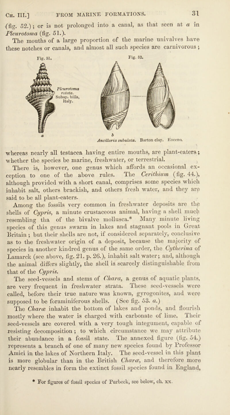 52.); or is not prolonged into a canal, fts that seen Jxt a in Pleurotoma (fig. 51.). The mouths of a large proportion of the marine univalves have these notches or canals, and almost all such species are carnivorous ; Fig. 51, Fig. 52. Ancillaria subulata. Barton clay. Koceno. whereas nearly all testacea having entire mouths, are plant-eaters; whether the species be marine, freshwater, or terrestrial. There is, however, one genus which affords an occasional ex- ception to one of the above rules. The Cerithium (fig. 44.), although provided with a short canal, comprises some species which inhabit salt, others brackish, and others fresh water, and they arp said to be all plant-eaters. Among the fossils very common in freshwater deposits are the shells of Cypris, a minute crustaceous animal, having a shell much resembling tha of the bivalve mollusca.* Many minute living species of this genus swarm in lakes and stagnant pools in Great Britain ; but their shells are not, if considered separately, conclusive as to the freshwater origin of a deposit, because the majority of species in another kindred genus of the same order, the Cytherina of Lamarck (see above, fig. 21. p. 26.), inhabit salt water; and, although the animal differs slightly, the shell is scarcely distinguishable from that of the Cypris. The seed-vessels and stems of Char a, a genus of aquatic plants, are very frequent in freshwater strata. Ihese seed-vessels were called, before their true nature was known, gyrogonites, and were supposed to be foraminiferous shells. (See fig. 53. a.) The Chares inhabit the bottom of lakes and ponds, and flourish mostly where the water is charged with carbonate of lime. Their seed-vessels are covered with a very tough integument, capable of resisting decomposition ; to which circumstance we may attribute their abundance in a fossil state. The annexed figure (fig. 54.) represents a branch of one of many new species found by Professor Amici in the lakes of Northern Italy. The seed-vessel in this plant is more globular than in the British Chares, and therefore more nearly resembles in form the extinct fossil species found in England, * For figures of fossil species of Purbeek, see below, ch. xx.