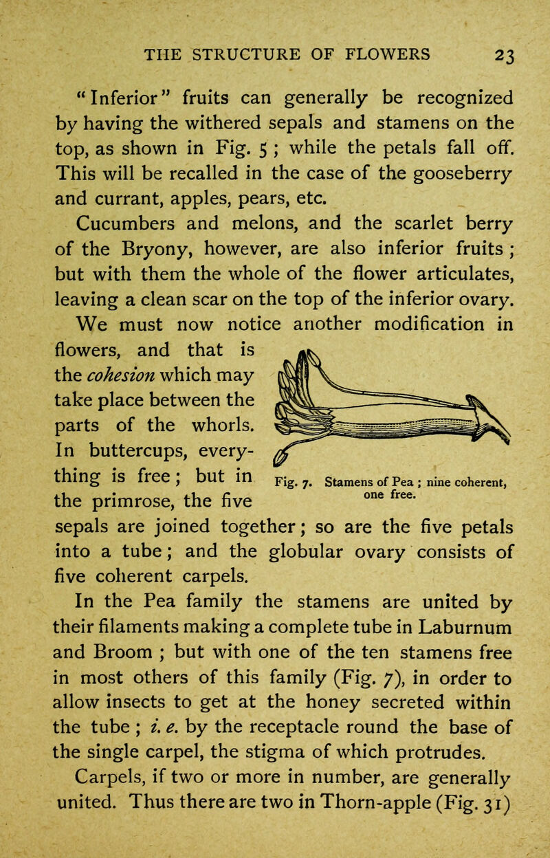 “Inferior” fruits can generally be recognized by having the withered sepals and stamens on the top, as shown in Fig. 5 ; while the petals fall off. This will be recalled in the case of the gooseberry and currant, apples, pears, etc. Cucumbers and melons, and the scarlet berry of the Bryony, however, are also inferior fruits ; but with them the whole of the flower articulates, leaving a clean scar on the top of the inferior ovary. We must now notice another modification in flowers, and that is the cohesion which may take place between the parts of the whorls. In buttercups, every- thing is free; but in the primrose, the five sepals are joined together; so are the five petals into a tube; and the globular ovary consists of five coherent carpels. In the Pea family the stamens are united by their filaments making a complete tube in Laburnum and Broom ; but with one of the ten stamens free in most others of this family (Fig. 7), in order to allow insects to get at the honey secreted within the tube ; i. e. by the receptacle round the base of the single carpel, the stigma of which protrudes. Carpels, if two or more in number, are generally united. Thus there are two in Thorn-apple (Fig. 31) Fig. 7. Stamens of Pea ; nine coherent, one free.