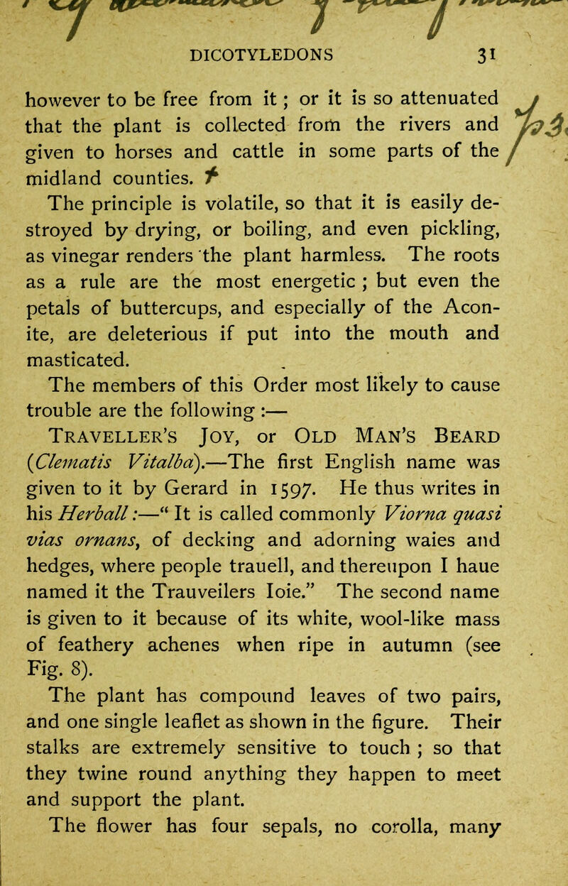 / DICOTYLEDONS 31 however to be free from it; or it is so attenuated that the plant is collected from the rivers and given to horses and cattle in some parts of the midland counties, f The principle is volatile, so that it is easily de- stroyed by drying, or boiling, and even pickling, as vinegar renders the plant harmless. The roots as a rule are the most energetic ; but even the petals of buttercups, and especially of the Acon- ite, are deleterious if put into the mouth and masticated. The members of this Order most likely to cause trouble are the following :— Traveller’s Joy, or Old Man’s Beard (Clematis Vitalba).—The first English name was given to it by Gerard in 1597. He thus writes in his Herball:—“ It is called commonly Viorna quasi vias ornans, of decking and adorning waies and hedges, where people trauell, and thereupon I haue named it the Trauveilers Ioie.” The second name is given to it because of its white, wool-like mass of feathery achenes when ripe in autumn (see Fig. 8). The plant has compound leaves of two pairs, and one single leaflet as shown in the figure. Their stalks are extremely sensitive to touch ; so that they twine round anything they happen to meet and support the plant. The flower has four sepals, no corolla, many