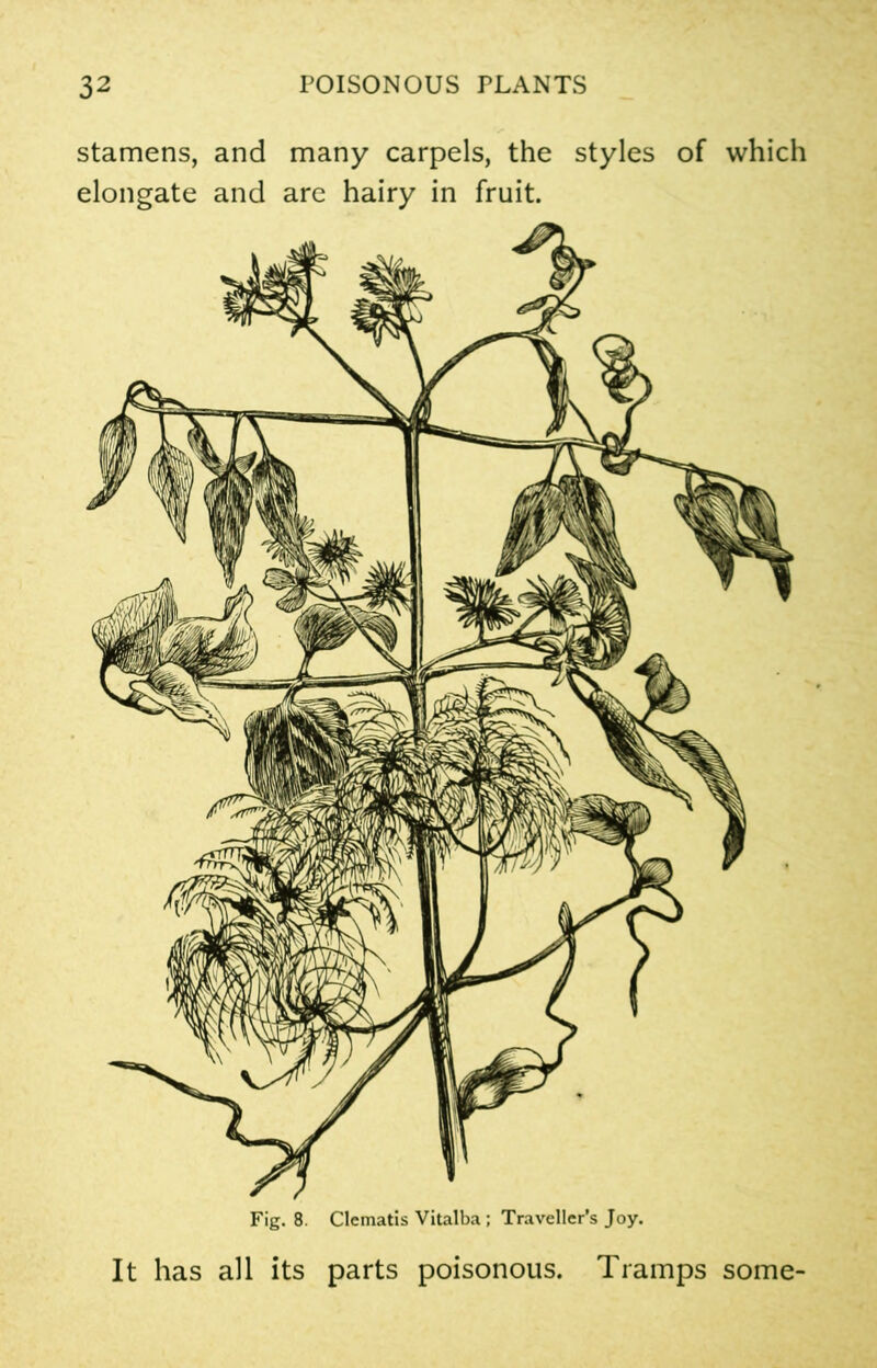 stamens, and many carpels, the styles of which elongate and are hairy in fruit. Fig. 8. Clematis Vitalba ; Traveller’s Joy. It has all its parts poisonous. Tramps some-
