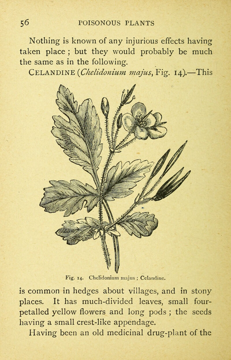 Nothing is known of any injurious effects having taken place ; but they would probably be much the same as in the following. Celandine (Chelidonium majus, Fig. 14).—This is common in hedges about villages, and in stony places. It has much-divided leaves, small four- petalled yellow flowers and long pods ; the seeds having a small crest-like appendage. Having been an old medicinal drug-plant of the