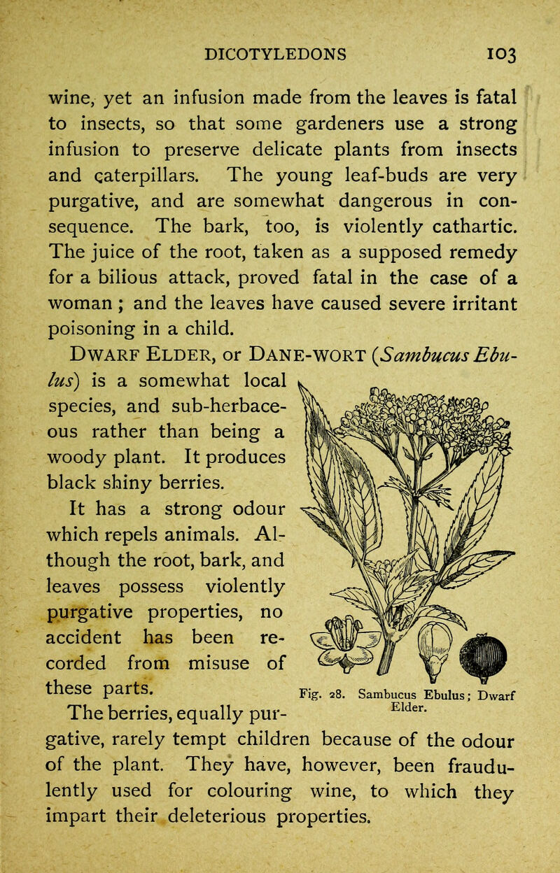 wine, yet an infusion made from the leaves is fatal to insects, so that some gardeners use a strong infusion to preserve delicate plants from insects and caterpillars. The young leaf-buds are very purgative, and are somewhat dangerous in con- sequence. The bark, too, is violently cathartic. The juice of the root, taken as a supposed remedy for a bilious attack, proved fatal in the case of a woman ; and the leaves have caused severe irritant poisoning in a child. Dwarf Elder, or Dane-wort {Sambucus Ebu- lus) is a somewhat local species, and sub-herbace- ous rather than being a woody plant. It produces black shiny berries. It has a strong odour which repels animals. Al- though the root, bark, and leaves possess violently purgative properties, no accident has been re- corded from misuse of these parts. The berries, equally pur- gative, rarely tempt children because of the odour of the plant. They have, however, been fraudu- lently used for colouring wine, to which they impart their deleterious properties. Fig. 28. Sambucus Ebulus; Dwarf Elder.