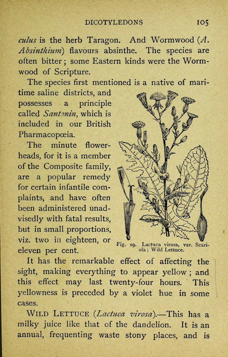 cuius is the herb Taragon. And Wormwood (A. Absinthium) flavours absinthe. The species are often bitter; some Eastern kinds were the Worm- wood of Scripture. The species first mentioned is a native of mari- time saline districts, and possesses a principle called Santonin, which is included in our British Pharmacopoeia. The minute flower- heads, for it is a member of the Composite family, are a popular remedy for certain infantile com- plaints, and have often been administered unad- visedly with fatal results, but in small proportions, viz. two in eighteen, or eleven per cent. It has the remarkable effect of affecting the sight, making everything to appear yellow ; and this effect may last twenty-four hours. This yellowness is preceded by a violet hue in some cases. Wild Lettuce (Lactuca virosa).—This has a milky juice like that of the dandelion. It is an annual, frequenting waste stony places, and is