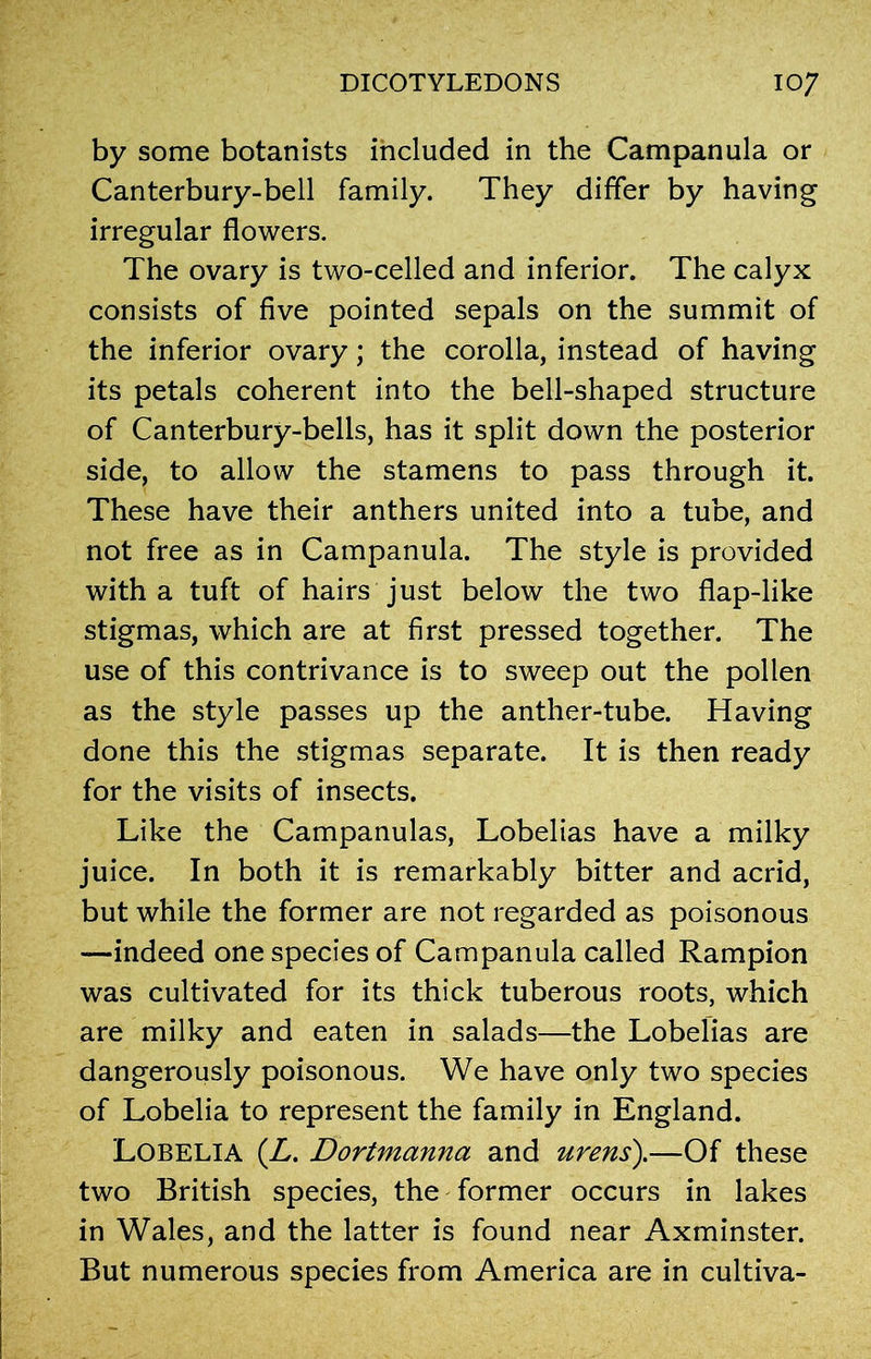 by some botanists included in the Campanula or Canterbury-bell family. They differ by having irregular flowers. The ovary is two-celled and inferior. The calyx consists of five pointed sepals on the summit of the inferior ovary; the corolla, instead of having its petals coherent into the bell-shaped structure of Canterbury-bells, has it split down the posterior side, to allow the stamens to pass through it. These have their anthers united into a tube, and not free as in Campanula. The style is provided with a tuft of hairs just below the two flap-like stigmas, which are at first pressed together. The use of this contrivance is to sweep out the pollen as the style passes up the anther-tube. Having done this the stigmas separate. It is then ready for the visits of insects. Like the Campanulas, Lobelias have a milky juice. In both it is remarkably bitter and acrid, but while the former are not regarded as poisonous —indeed one species of Campanula called Rampion was cultivated for its thick tuberous roots, which are milky and eaten in salads—the Lobelias are dangerously poisonous. We have only two species of Lobelia to represent the family in England. Lobelia (L. Dortmanna and ureas').—Of these two British species, the former occurs in lakes in Wales, and the latter is found near Axminster. But numerous species from America are in cultiva-