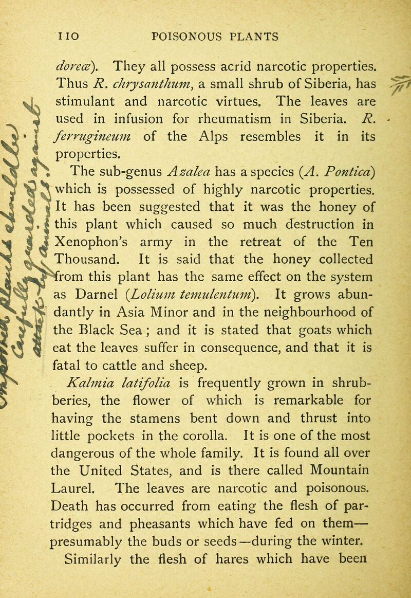 dorece). They all possess acrid narcotic properties. Thus R. chrysanthum, a small shrub of Siberia, has stimulant and narcotic virtues. The leaves are used in infusion for rheumatism in Siberia. R. ferrugineum of the Alps resembles it in its properties. The sub-genus Azalea has a species (A. Pontica) which is possessed of highly narcotic properties. It has been suggested that it was the honey of this plant which caused so much destruction in Xenophon’s army in the retreat of the Ten Thousand. It is said that the honey collected rrom this plant has the same effect on the system as Darnel (Lolium temidentmn). It grows abun- dantly in Asia Minor and in the neighbourhood of the Black Sea; and it is stated that goats which eat the leaves suffer in consequence, and that it is fatal to cattle and sheep. Kalmia latifolia is frequently grown in shrub- beries, the flower of which is remarkable for having the stamens bent down and thrust into little pockets in the corolla. It is one of the most dangerous of the whole family. It is found all over the United States, and is there called Mountain Laurel. The leaves are narcotic and poisonous. Death has occurred from eating the flesh of par- tridges and pheasants which have fed on them— presumably the buds or seeds—during the winter. Similarly the flesh of hares which have been