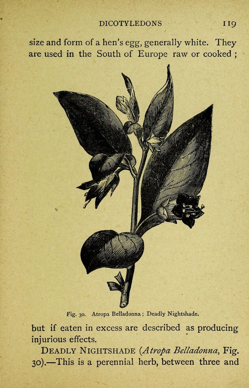 size and form of a hen’s egg, generally white. They are used in the South of Europe raw or cooked ; Fig. 30. Atropa Belladonna ; Deadly Nightshade. but if eaten in excess are described as producing injurious effects. Deadly Nightshade (Atropa Belladonna, Fig. 30).—This is a perennial herb, between three and