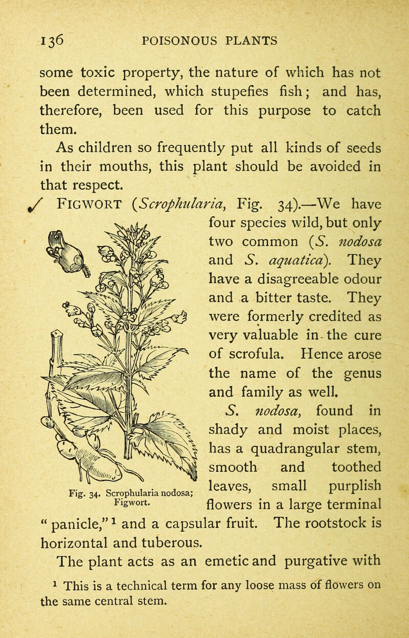 some toxic property, the nature of which has not been determined, which stupefies fish; and has, therefore, been used for this purpose to catch them. As children so frequently put all kinds of seeds in their mouths, this plant should be avoided in that respect. y FlGWORT (Scrophularia, Fig. 34).—We have four species wild, but only two common (S. nodosa and .S. aquatica). They have a disagreeable odour and a bitter taste. They were formerly credited as very valuable in-the cure of scrofula. Hence arose the name of the genus and family as well. 6*. nodosa, found in shady and moist places, has a quadrangular stem, smooth and toothed leaves, small purplish flowers in a large terminal “ panicle,”1 and a capsular fruit. The rootstock is horizontal and tuberous. The plant acts as an emetic and purgative with 1 This is a technical term for any loose mass of flowers on the same central stem. Fig. 34. Scrophularia nodosa; Figwort.