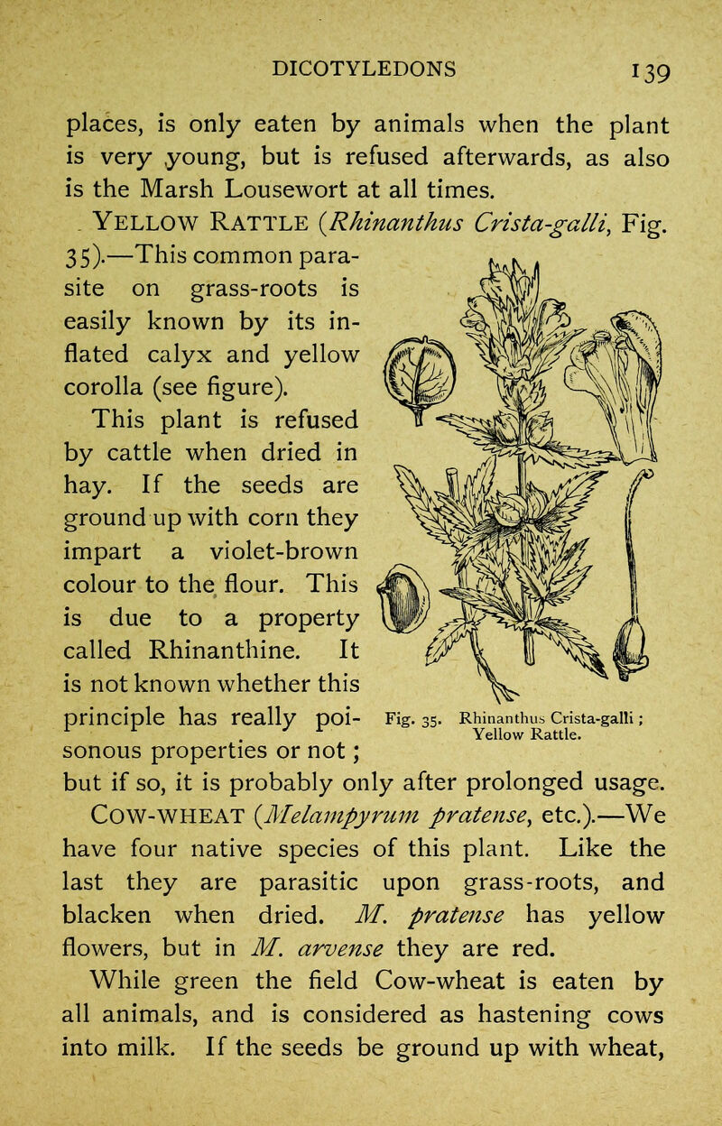 places, is only eaten by animals when the plant is very young, but is refused afterwards, as also is the Marsh Lousewort at all times. . Yellow Rattle (Rhinanthus Crista-galli, Fig. 35).—This common para- site on grass-roots is easily known by its in- flated calyx and yellow corolla (see figure). This plant is refused by cattle when dried in hay. If the seeds are ground up with corn they impart a violet-brown colour to the flour. This is due to a property called Rhinanthine. It is not known whether this principle has really poi- sonous properties or not; but if so, it is probably only after prolonged usage. Cow-WHEAT (.Melampyrum pratense, etc.).—We have four native species of this plant. Like the last they are parasitic upon grass-roots, and blacken when dried. M. pratense has yellow flowers, but in M. arvense they are red. While green the field Cow-wheat is eaten by all animals, and is considered as hastening cows into milk. If the seeds be ground up with wheat,