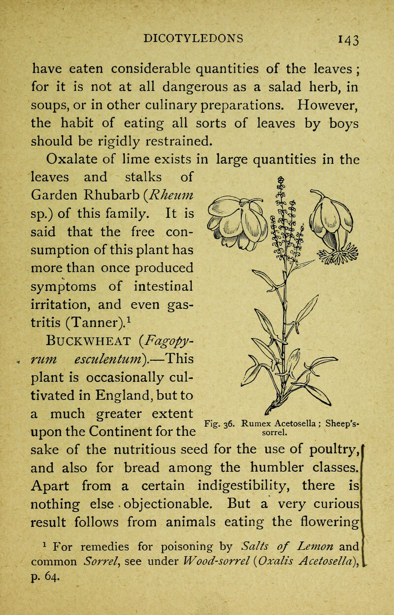 M3 have eaten considerable quantities of the leaves ; for it is not at all dangerous as a salad herb, in soups, or in other culinary preparations. However, the habit of eating all sorts of leaves by boys should be rigidly restrained. Oxalate of lime exists in large quantities in the leaves and stalks of Garden Rhubarb (Rheum sp.) of this family. It is said that the free con- sumption of this plant has more than once produced symptoms of intestinal irritation, and even gas- tritis (Tanner).1 Buckwheat (.Fagopy- .* rum esculentuni).—This plant is occasionally cul- tivated in England, but to a much greater extent upon the Continent for the sake of the nutritious seed for the use of poultry, and also for bread among the humbler classes. Apart from a certain indigestibility, there is nothing else . objectionable. But a very curious result follows from animals eating the flowering 1 For remedies for poisoning by Salts of Lemon and common Sorrel, see under Wood-sorrel (Oralis Acetosella), r p. 64. Fig. 36. Rumex Acetosella ; Sheep’s- sorrel.