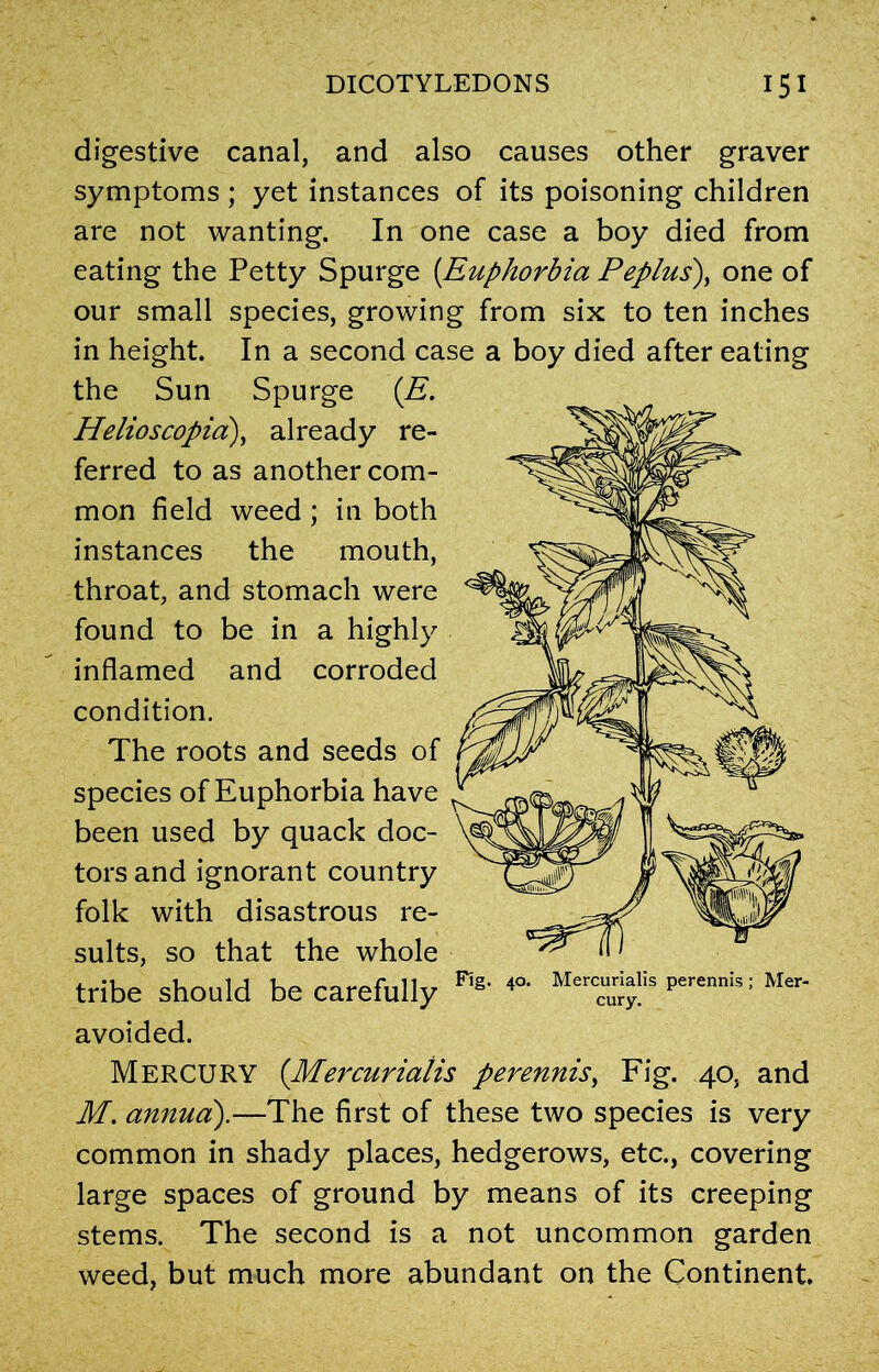 digestive canal, and also causes other graver symptoms ; yet instances of its poisoning children are not wanting. In one case a boy died from eating the Petty Spurge (Euphorbia Peplus), one of our small species, growing from six to ten inches in height. In a second case a boy died after eating the Sun Spurge (E. Helioscopia), already re- ferred to as another com- mon field weed ; in both instances the mouth, throat, and stomach were found to be in a highly inflamed and corroded condition. The roots and seeds of species of Euphorbia have been used by quack doc- tors and ignorant country folk with disastrous re- sults, so that the whole tribe should be carefully ^ 4°' “s per'„nis: Mer‘ avoided. MERCURY (Mercurialis perennis, Fig. 40, and M. annua).—The first of these two species is very common in shady places, hedgerows, etc., covering large spaces of ground by means of its creeping stems. The second is a not uncommon garden weed, but much more abundant on the Continent