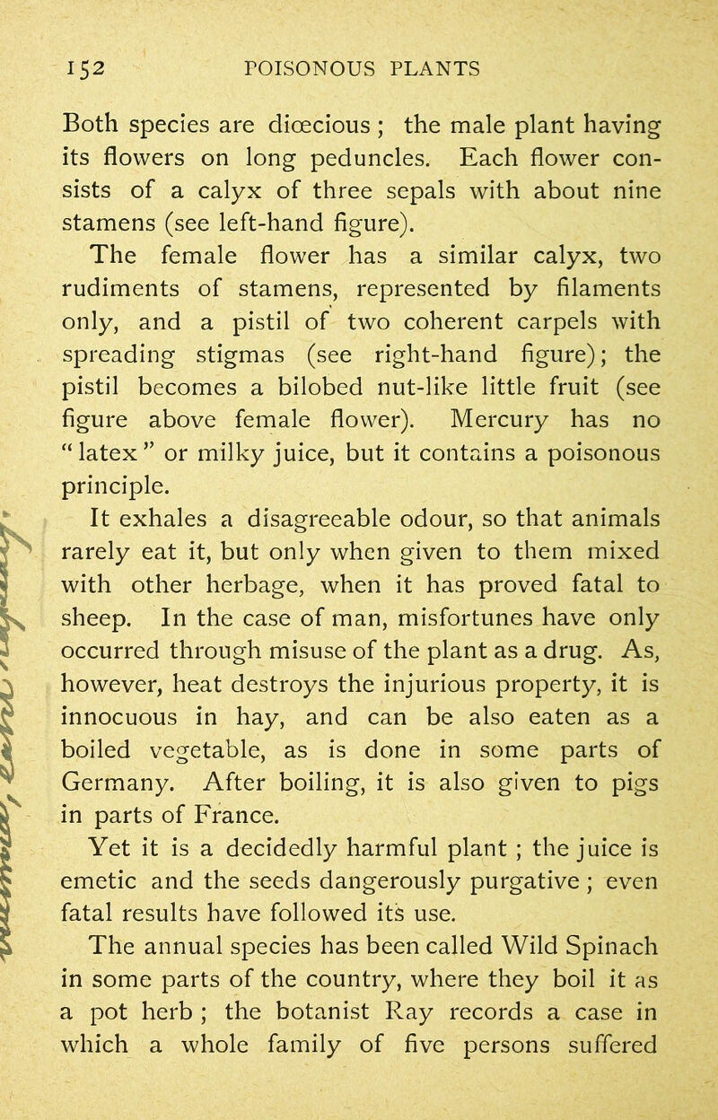 Both species are dioecious ; the male plant having its flowers on long peduncles. Each flower con- sists of a calyx of three sepals with about nine stamens (see left-hand figure). The female flower has a similar calyx, two rudiments of stamens, represented by filaments only, and a pistil of two coherent carpels with spreading stigmas (see right-hand figure); the pistil becomes a bilobed nut-like little fruit (see figure above female flower). Mercury has no “latex” or milky juice, but it contains a poisonous principle. It exhales a disagreeable odour, so that animals rarely eat it, but only when given to them mixed with other herbage, when it has proved fatal to jk sheep. In the case of man, misfortunes have only occurred through misuse of the plant as a drug. As, however, heat destroys the injurious property, it is innocuous in hay, and can be also eaten as a boiled vegetable, as is done in some parts of Germany. After boiling, it is also given to pigs J in parts of France. Yet it is a decidedly harmful plant ; the juice is emetic and the seeds dangerously purgative ; even 3 fatal results have followed its use. ^ The annual species has been called Wild Spinach in some parts of the country, where they boil it as a pot herb ; the botanist Ray records a case in which a whole family of five persons suffered