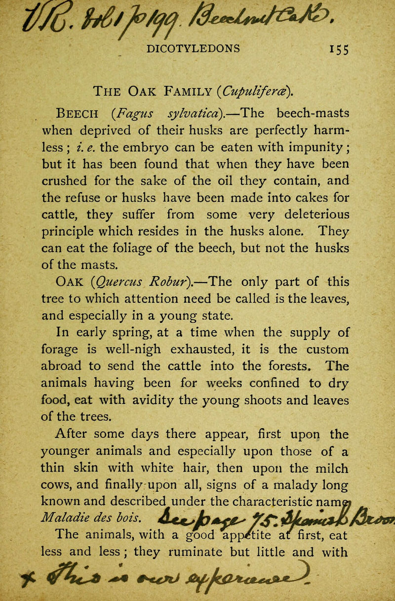 $/(j' DICOTYLEDONS 155 The Oak Family (Cupuliferce). Beech (Fagus sylvatica).—The beech-masts when deprived of their husks are perfectly harm- less ; i. e. the embryo can be eaten with impunity ; but it has been found that when they have been crushed for the sake of the oil they contain, and the refuse or husks have been made into cakes for cattle, they suffer from some very deleterious principle which resides in the husks alone. They can eat the foliage of the beech, but not the husks of the masts. Oak (Quercus Robur).—The only part of this tree to which attention need be called is the leaves, and especially in a young state. In early spring, at a time when the supply of forage is well-nigh exhausted, it is the custom abroad to send the cattle into the forests. The animals having been for weeks confined to dry food, eat with avidity the young shoots and leaves of the trees. After some days there appear, first upon the younger animals and especially upon those of a thin skin with white hair, then upon the milch cows, and finally upon all, signs of a malady long known and described under the characteristic nam^ Maladie des bois. The animals, with a good appetite at: first, eat less and less; they ruminate but little and with *