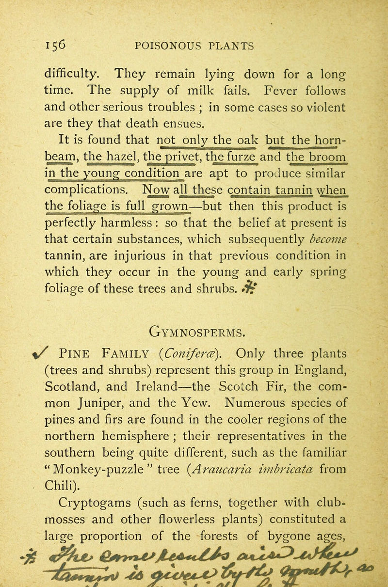 difficulty. They remain lying down for a long time. The supply of milk fails. Fever follows and other serious troubles ; in some cases so violent are they that death ensues. It is found that not only the oak but the horn- beam, the hazel, the privet, the furze and the broom in the young condition are apt to produce similar complications. Now all these contain tannin when the foliage is full grown-—but then this product is perfectly harmless: so that the belief at present is that certain substances, which subsequently become tannin, are injurious in that previous condition in which they occur in the young and early spring foliage of these trees and shrubs. $£ s/ PlNE Family (Coniferoe). Only three plants (trees and shrubs) represent this group in England, Scotland, and Ireland—the Scotch Fir, the com- mon Juniper, and the Yew. Numerous species of pines and firs are found in the cooler regions of the northern hemisphere ; their representatives in the southern being quite different, such as the familiar “ Monkey-puzzle ” tree (.Araucaria imbricata from Chili). Cryptogams (such as ferns, together with club- mosses and other flowerless plants) constituted a large proportion of the forests of bygone ages, Gymnosperms.