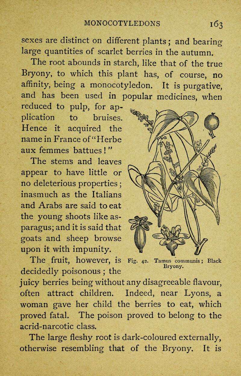 sexes are distinct on different plants; and bearing large quantities of scarlet berries in the autumn. The root abounds in starch, like that of the true Bryony, to which this plant has, of course, no affinity, being a monocotyledon. It is purgative, and has been used in popular medicines, when reduced to pulp, for ap- plication to bruises. Hence it acquired the name in France of “Herbe aux femmes battues ! ” The stems and leaves appear to have little or no deleterious properties; inasmuch as the Italians and Arabs are said to eat the young shoots like as- paragus; and it is said that goats and sheep browse upon it with impunity. The fruit, however, is decidedly poisonous ; the juicy berries being without any disagreeable flavour, often attract children. Indeed, near Lyons, a woman gave her child the berries to eat, which proved fatal. The poison proved to belong to the acrid-narcotic class. The large fleshy root is dark-coloured externally, otherwise resembling that of the Bryony. It is Fig. 42. Tamus communis; Black Bryony.