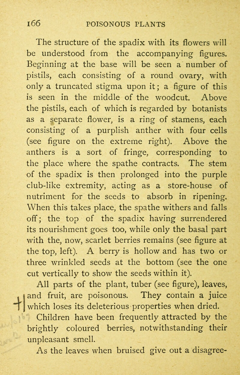 The structure of the spadix with its flowers will be understood from the accompanying figures. Beginning at the base will be seen a number of pistils, each consisting of a round ovary, with only a truncated stigma upon it; a figure of this is seen in the middle of the woodcut. Above the pistils, each of which is regarded by botanists as a separate flower, is a ring of stamens, each consisting of a purplish anther with four cells (see figure on the extreme right). Above the anthers is a sort of fringe, corresponding to the place where the spathe contracts. The stem of the spadix is then prolonged into the purple club-like extremity, acting as a store-house of nutriment for the seeds to absorb in ripening. When this takes place, the spathe withers and falls off; the top of the spadix having surrendered its nourishment goes too, while only the basal part with the, now, scarlet berries remains (see figure at the top, left). A berry is hollow and has two or three wrinkled seeds at the bottom (see the one cut vertically to show the seeds within it). All parts of the plant, tuber (see figure), leaves, and fruit, are poisonous. They contain a juice which loses its deleterious properties when dried. Children have been frequently attracted by the brightly coloured berries, notwithstanding their unpleasant smell. As the leaves when bruised give out a disagree-