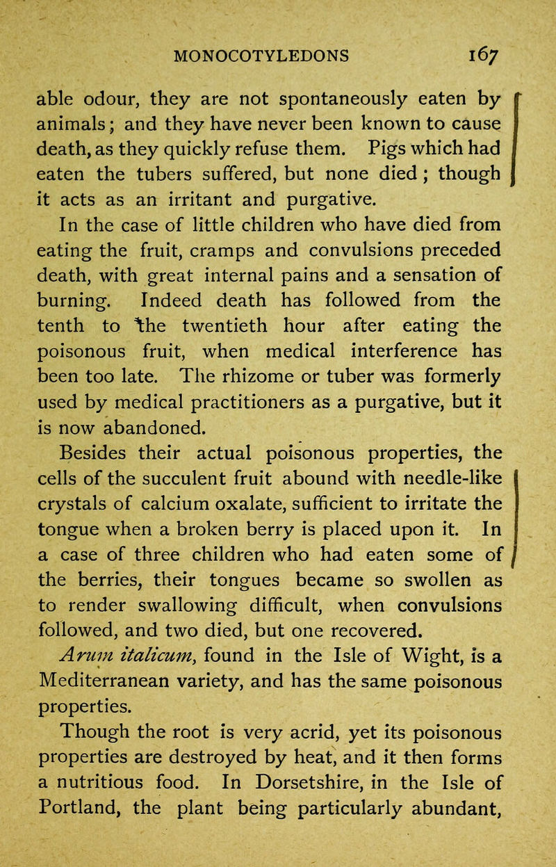 able odour, they are not spontaneously eaten by animals; and they have never been known to cause death, as they quickly refuse them. Pigs which had eaten the tubers suffered, but none died; though it acts as an irritant and purgative. In the case of little children who have died from eating the fruit, cramps and convulsions preceded death, with great internal pains and a sensation of burning. Indeed death has followed from the tenth to Vl\q twentieth hour after eating the poisonous fruit, when medical interference has been too late. The rhizome or tuber was formerly used by medical practitioners as a purgative, but it is now abandoned. Besides their actual poisonous properties, the cells of the succulent fruit abound with needle-like crystals of calcium oxalate, sufficient to irritate the tongue when a broken berry is placed upon it. In a case of three children who had eaten some of the berries, their tongues became so swollen as to render swallowing difficult, when convulsions followed, and two died, but one recovered. Arum italicum, found in the Isle of Wight, is a Mediterranean variety, and has the same poisonous properties. Though the root is very acrid, yet its poisonous properties are destroyed by heat, and it then forms a nutritious food. In Dorsetshire, in the Isle of Portland, the plant being particularly abundant,