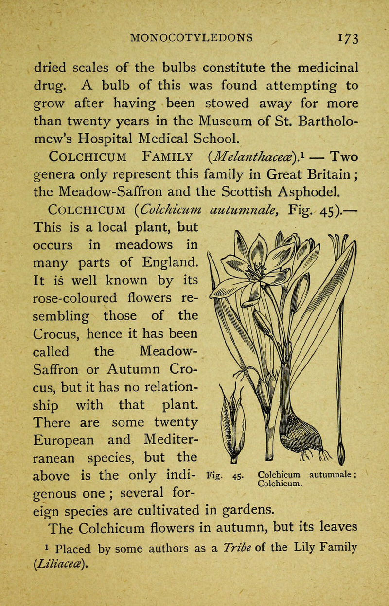 dried scales of the bulbs constitute the medicinal drug. A bulb of this was found attempting to grow after having been stowed away for more than twenty years in the Museum of St. Bartholo- mew’s Hospital Medical School. Colchicum Family (Melanthacece).1 — Two genera only represent this family in Great Britain; the Meadow-Saffron and the Scottish Asphodel. Colchicum (Colchicum autumnaley Fig. 45).— This is a local plant, but occurs in meadows in many parts of England. It is well known by its rose-coloured flowers re- sembling those of the Crocus, hence it has been called the Meadow- Saffron or Autumn Cro- cus, but it has no relation- ship with that plant. There are some twenty European and Mediter- ranean species, but the above is the only indi- Fig. 45. Colchicum autumnale; Colchicum. genous one ; several for- eign species are cultivated in gardens. The Colchicum flowers in autumn, but its leaves 1 Placed by some authors as a Tribe of the Lily Family (Liliacece).