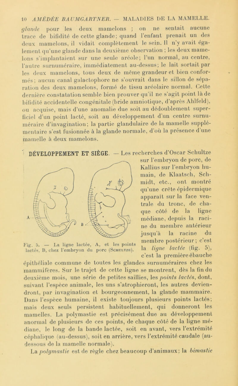 glande, pour les deux mamelons ; ou ne sentait aucune trace de bifidité de cette glande: cpiand l’enfant prenait un des deux mamelons, il vidait complètement le sein. 11 n’y avait éga- lement qu’une glande dans la deuxième observation ; les deux mame- lons s'implantaient sur une seule aréole; l’un normal, au centre, l'aulre surnuméraire, immédiatement au-dessus; le lait sortait par les deux mamelons, tous deux de meme grandeur et Ijien confor- més; aucun canal galacLopbore ne s’ouvrait dans le sillon de sépa- ration des deux mamelons, formé de tissu aréolaire normal. Cette dernière constatation semble bien prouver c[u’il ne s’agit point là de bifidité accidentelle congénitale (bride amniotique, d’après Ahlfeld), ou acquise, mais d’une anomalie due soit au dédoublement super- ficiel d’un point lacté, soit au développement d’un centre surnu- méraire d’invagination; la partie glandulaire de la mamelle supplé- mentaire s’est fusionnée à la glande normale, d’où la présence d une mamelle à deux mamelons. ^ DÉVELOPPEMENT ET SIÈGE. — Les recherches d’Oscar Schultze épithéliale commune de toutes les glandes surnuméraires chez les mammifères. Sur le trajet de cette ligne se montrent, dès la fin du deuxième mois, une série de petites saillies, les points lactés, dont, suivant l’es[)èce animale, les uns s’atrophieront, les autres devien- dront, par invagination et bourgeonnement, la glande mammaire. Dans l’espèce humaine, il existe toujours plusieurs points lactés; mais deux seuls persistent habituellement, qui donneront les mamelles. La polymastie est précisément due au développement anormal de plusieurs de ces points, de chaque côté de la ligne mé- diane, le long de la bande lactée, soit en avant, vers l’extrémité céphalique (au-dessus), soit en arrière, vers l’extrémité caudale (au- dessous de la mamelle normale;. La polymastie est de règle chez beaucoup d’animaux; la himaslie Fig. 5. — La ligne lactée. A, et les points lactés, B, chez l’embryon du porc (Schultze). sur l’embryon de porc, de Kallius sur l’embryon hu- main, de Klaatsch, Sch- midt, etc., ont montré qu’une crête épidermique apparaît sur la face ven- trale du tronc, de cha- que côté de la ligne médiane, depuis la raci- ne du membre antérieur jusqu’à la racine du membre postérieur ; c’est la ligne laclée (fig. 5), c’est la première ébauche