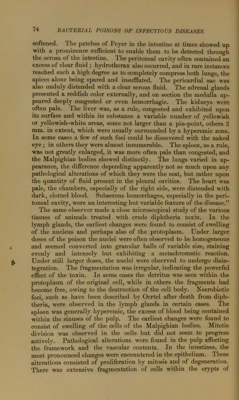 softened. The patches of Peyer in the intestine at times showed up with a prominence sufficient to enable them to be detected through the serosa of the intestine. The peritoneal cavity often contained an excess of clear fluid ; hydrothorax also occurred, and in rare instances reached such a high degree as to completely compress both lungs, the apices alone being spared and insufflated. The pericardial sac was also unduly distended with a clear serous fluid. The adrenal glands presented a reddish color externally, and on section the medulla ap- peared deeply congested or even hemorrhagic. The kidneys were often pale. The liver was, as a rule, congested and exhibited upon its surface and within its substance a variable number of yellowish or yellowish-white areas, some not larger than a pin-point, others 2 mm. in extent, which were usually surrounded by a hyperemic zone. In some cases a few of such foci could be discovered with the naked eye ; in others they were almost innumerable. The spleen, as a rule, was not greatly enlarged, it was more often pale than congested, and the Malpighian bodies showed distinctly. The lungs varied in ap- pearance, the difference depending apparently not so much upon any pathological alterations of which they were the seat, but rather upon the quantity of fluid present in the pleural cavities. The heart was pale, the chambers, especially of the right side, were distended with dark, clotted blood. Subserous hemorrhages, especially in the peri- toneal cavity, were an interesting but variable feature of the disease.” The same observer made a close microscopical study of the various tissues of animals treated with crude diphtheria toxin. In the lymph glands, the earliest changes were found to consist of swelling of the nucleus and perhaps also of the protoplasm. Under larger doses of the poison the nuclei were often observed to be homogeneous and seemed converted into granular balls of variable size, staining evenly and intensely but exhibiting a metachromatic reaction. Under still larger doses, the nuclei were observed to undergo disin- tegration. The fragmentation was irregular, indicating the powerful effect of the toxin. In some cases the detritus was seen within the protoplasm of the original cell, while in others the fragments had become free, owing to the destruction of the cell body. Necrobiotic foci, such as have been described by Oertel after death from diph- theria, were observed in the lymph glands in certain cases. The spleen was generally hyperemic, the excess of blood being contained within the sinuses of the pulp. The earliest changes were found to consist of swelling of the cells of the Malpighian bodies. Mitotic division was observed in the cells but did not seem to progress actively. Pathological alterations were found in the pulp affecting the framework and the vascular contents. In the intestines, the most pronounced changes were encountered in the epithelium. These alterations consisted of proliferation by mitosis and of degeneration. There was extensive fragmentation of cells within the crypts of