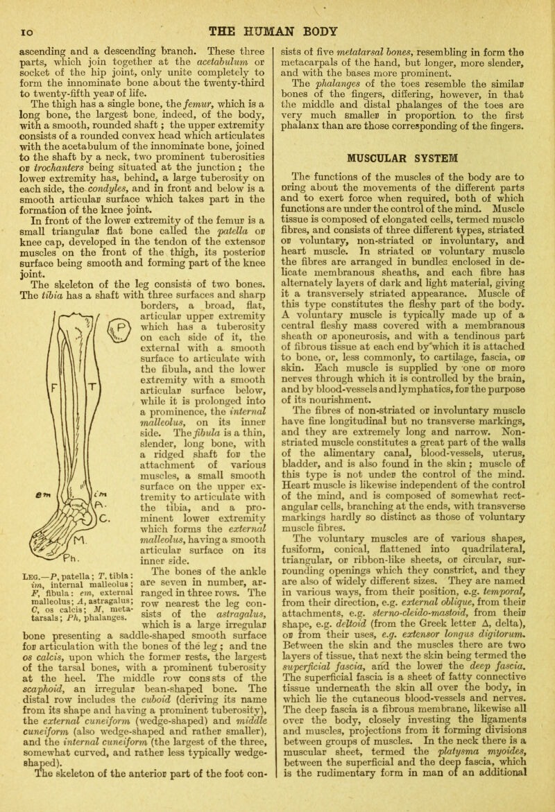 ascending and a descending branch. These three parts, which join together at the acetabulum or socket of the hip joint, only unite completely to form the innominate bone about the twenty-third to twenty-fifth year of life. The thigh has a single bone, the femur, which is a long bone, the largest bone, indeed, of the body, with a smooth, rounded shaft; the upper extremity consists of a rounded convex head which articulates with the acetabulum of the innominate bone, joined to the shaft by a neck, two prominent tuberosities or trochanters being situated at the junction ; the lower extremity has, behind, a large tuberosity on each side, the condyles, and in front and below is a smooth articular surface which takes part in the formation of the knee joint. In front of the lower extremity of the femur is a small triangular flat bone called the 'patella or knee cap, developed in the tendon of the extensor muscles on the front of the thigh, its posterior surface being smooth and forming part of the knee joint. The skeleton of the leg consists of two bones. The tibia has a shaft with three surfaces and sharp borders, a broad, flat, articular upper extremity which has a tuberosity on each side of it, the external with a smooth surface to articulate with the fibula, and the lower extremity with a smooth articular surface below, while it is prolonged into a prominence, the internal malleoluSj on its inner side. The fibula is a thin, slender, long bone, with a ridged shaft for the attachment of various muscles, a small smooth surface on the upper ex- tremity to articulate with the tibia, and a pro- minent lower extremity which forms the external malleolus, having a smooth articular surface on its inner side. The bones of the ankle are seven in number, ar- ranged in three rows. The row nearest the leg con- sists of the astragalus, which is a large irregular bone presenting a saddle-shaped smooth surface for articulation with the bones of the leg ; and tne os calcis, upon which the former rests, the largest of the tarsal bones, with a prominent tuberosity at the heel. The middle row cons sts of the scaphoid, an irregular bean-shaped bone. The distal row includes the cuboid (deriving its name from its shape and having a prominent tuberosity), the external cuneiform (wedge-shaped) and middle cuneiform (also wedge-shaped and rather smaller), and the internal cuneiform (the largest of the three, somewhat curved, and rather less typically wedge- shaped). The skeleton of the anterior part of the foot con- Leg.—P, patella; T, tibia: im, internal malleolus; F, fibula: em, external malleolus; A, astragalus; C, os calcis; M, meta- tarsals ; Ph, phalanges. sists of five metatarsal bones, resembling in form the metacarpals of the hand, but longer, more slender, and with the bases more prominent. The phalanges of the toes resemble the similar bones of the fingers, differing, however, in that the middle and distal phalanges of the toes are very much smaller in proportion, to the first phalanx than are those corresponding of the fingers. MUSCULAR SYSTEM The functions of the muscles of the body are to oring about the movements of the different parts and to exert force when required, both of which functions are under the control of the mind. Muscle tissue is composed of elongated cells, termed muscle fibres, and consists of three different types, striated or voluntary, non-striated or involuntary, and heart muscle. In striated or voluntary muscle the fibres are arranged in bundles enclosed in de- licate membranous sheaths, and each fibre has alternately layers of dark and light material, giving it a transversely striated appearance. Muscle of this type constitutes the fleshy part of the body. A voluntary muscle is typically made up of a central fleshy mass covered with a membranous sheath or aponeurosis, and with a tendinous part of fibrous tissue at each end by “which it is attached to bone, or, less commonly, to cartilage, fascia, or skin. Each muscle is supplied by one or more nerves through which it is controlled by the brain, and by blood-vessels and lymphatics, for the purpose of its nourishment. The fibres of non-striated or involuntary muscle have fine longitudinal but no transverse markings, and they are extremely long and narrow. Non- striated muscle constitutes a great part of the walls of the alimentary canal, blood-vessels, uterus, bladder, and is also found in the skin; muscle of this type is not under the control of the mind. Heart muscle is likewise independent of the control of the mind, and is composed of somewhat rect- angular cells, branching at the ends, with transverse markings hardly so distinct as those of voluntary muscle fibres. The voluntary muscles are of various shapes, fusiform, conical, flattened into quadrilateral, triangular, or ribbon-like sheets, or circular, sur- rounding openings which they constrict, and they are also of widely different sizes. They are named in various ways, from their position, e.g. temporal, from their direction, e.g. external oblique, from their attachments, e.g. sterno-cleido-mastoid, from their shape, e.g. deltoid (from the Greek letter A, delta), or from their uses, e.g. extensor longus digitorum. Between the skin and the muscles there are two layers of tissue, that next the skin being termed the superficial fascia, and the lower the deep fascia. The superficial fascia is a sheet of fatty connective tissue underneath the skin all over the body, in which lie the cutaneous blood-vessels and nerves. The deep fascia is a fibrous membrane, likewise all over the body, closely investing the ligaments and muscles, projections from it forming divisions between groups of muscles. In the neck there is a muscular sheet, termed the platysma myoides, between the superficial and the deep fascia, which is the rudimentary form in man of an additional