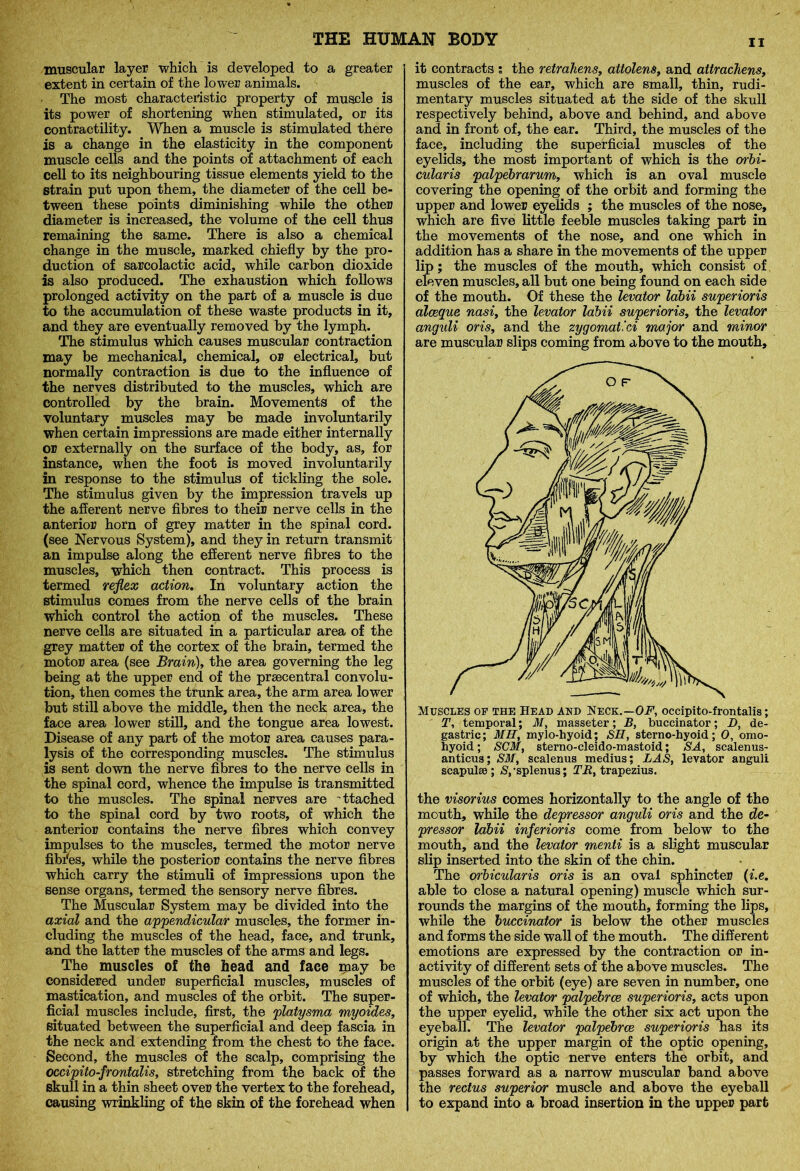 muscular layer which is developed to a greater extent in certain of the lower animals. The most characteristic property of muscle is its power of shortening when stimulated, or its contractility. When a muscle is stimulated there is a change in the elasticity in the component muscle cells and the points of attachment of each cell to its neighbouring tissue elements yield to the strain put upon them, the diameter of the cell be- tween these points diminishing while the other diameter is increased, the volume of the cell thus remaining the same. There is also a chemical change in the muscle, marked chiefly by the pro- duction of sarcolactic acid, while carbon dioxide is also produced. The exhaustion which follows prolonged activity on the part of a muscle is due to the accumulation of these waste products in it, and they are eventually removed by the lymph. The stimulus which causes muscular contraction may be mechanical, chemical, or electrical, but normally contraction is due to the influence of the nerves distributed to the muscles, which are controlled by the brain. Movements of the voluntary muscles may be made involuntarily when certain impressions are made either internally or externally on the surface of the body, as, for instance, when the foot is moved involuntarily in response to the stimulus of tickling the sole. The stimulus given by the impression travels up the afferent nerve fibres to their nerve cells in the anterior horn of grey matter in the spinal cord, (see Nervous System), and they in return transmit an impulse along the efferent nerve fibres to the muscles, which then contract. This process is termed reflex action. In voluntary action the stimulus comes from the nerve cells of the brain which control the action of the muscles. These nerve cells are situated in a particular area of the grey matter of the cortex of the brain, termed the motor area (see Brain), the area governing the leg being at the upper end of the prsecentral convolu- tion, then comes the trunk area, the arm area lower but still above the middle, then the neck area, the face area lower still, and the tongue area lowest. Disease of any part of the motor area causes para- lysis of the corresponding muscles. The stimulus is sent down the nerve fibres to the nerve cells in the spinal cord, whence the impulse is transmitted to the muscles. The spinal nerves are 'ttached to the spinal cord by two roots, of which the anterior contains the nerve fibres which convey impulses to the muscles, termed the motor nerve fibres, while the posterior contains the nerve fibres which carry the stimuli of impressions upon the sense organs, termed the sensory nerve fibres. The Muscular System may be divided into the axial and the appendicular muscles, the former in- cluding the muscles of the head, face, and trunk, and the latter the muscles of the arms and legs. The muscles of the head and face may be considered under superficial muscles, muscles of mastication, and muscles of the orbit. The super- ficial muscles include, first, the platysma myoides, situated between the superficial and deep fascia in the neck and extending from the chest to the face. Second, the muscles of the scalp, comprising the occipitofrontalis, stretching from the back of the skull in a thin sheet over the vertex to the forehead, causing wrinkling of the skin of the forehead when it contracts ; the retrakens, attolens, and attrachens, muscles of the ear, which are small, thin, rudi- mentary muscles situated at the side of the skull respectively behind, above and behind, and above and in front of, the ear. Third, the muscles of the face, including the superficial muscles of the eyelids, the most important of which is the orbi- cidaris palpebrarum, which is an oval muscle covering the opening of the orbit and forming the upper and lower eyelids ; the muscles of the nose, which are five little feeble muscles taking part in the movements of the nose, and one which in addition has a share in the movements of the upper lip; the muscles of the mouth, which consist of eleven muscles, all but one being found on each side of the mouth. Of these the levator labii superioris alceque nasi, the levator labii superioris, the levator anguli oris, and the zygomat’ci major and minor are muscular slips coming from above to the mouth. the visorius comes horizontally to the angle of the mouth, while the depressor anguli oris and the de- pressor labii inferioris come from below to the mouth, and the levator menti is a slight muscular slip inserted into the skin of the chin. The orbicularis oris is an oval sphincter (i.e. able to close a natural opening) muscle which sur- rounds the margins of the mouth, forming the lips, while the buccinator is below the other muscles and forms the side wall of the mouth. The different emotions are expressed by the contraction or in- activity of different sets of the above muscles. The muscles of the orbit (eye) are seven in number, one of which, the levator palpebrce superioris, acts upon the upper eyelid, while the other six act upon the eyeball. The levator palpebrce superioris has its origin at the upper margin of the optic opening, by which the optic nerve enters the orbit, and passes forward as a narrow muscular band above the rectus superior muscle and above the eyeball to expand into a broad insertion in the upper part