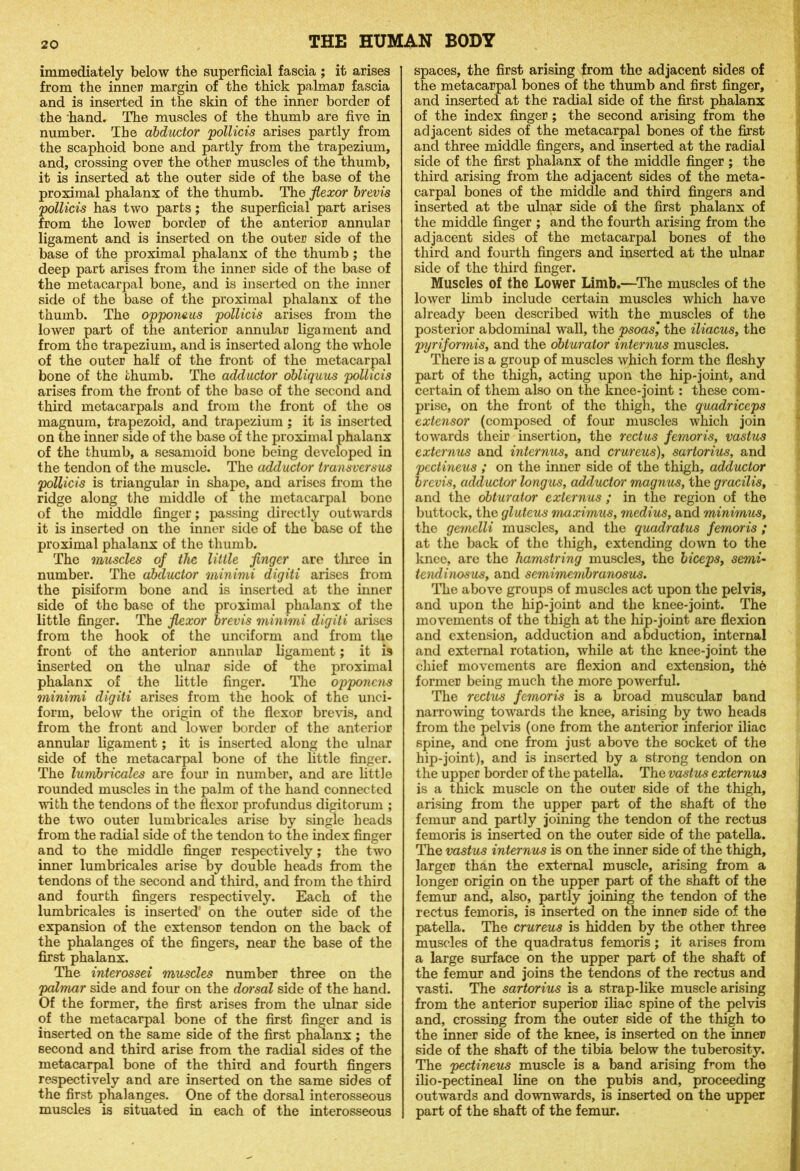 immediately below the superficial fascia ; it arises from the inner margin of the thick palmar fascia and is inserted in the skin of the inner border of the hand. The muscles of the thumb are five in number. The abductor pollicis arises partly from the scaphoid bone and partly from the trapezium, and, crossing over the other muscles of the thumb, it is inserted at the outer side of the base of the proximal phalanx of the thumb. The flexor brevis pollicis has two parts; the superficial part arises from the lower border of the anterior annular ligament and is inserted on the outer side of the base of the proximal phalanx of the thumb ; the deep part arises from the inner side of the base of the metacarpal bone, and is inserted on the inner side of the base of the proximal phalanx of the thumb. The opponeus pollicis arises from the lower part of the anterior annular ligament and from the trapezium, and is inserted along the whole of the outer half of the front of the metacarpal bone of the thumb. The adductor obliquus pollicis arises from the front of the base of the second and third metacarpals and from the front of the os magnum, trapezoid, and trapezium ; it is inserted on the inner side of the base of the proximal phalanx of the thumb, a sesamoid bone being developed in the tendon of the muscle. The adductor transversus pollicis is triangular in shape, and arises from the ridge along the middle of the metacarpal bone of the middle finger; passing directly outwards it is inserted on the inner side of the base of the proximal phalanx of the thumb. The muscles of the little finger are three in number. The abductor minimi digiti arises from the pisiform bone and is inserted at the inner side of the base of the proximal phalanx of the little finger. The flexor brevis minimi digiti arises from the hook of the unciform and from the front of the anterior annular ligament; it is inserted on the ulnar side of the proximal phalanx of the little finger. The opponens minimi digiti arises from the hook of the unci- form, below the origin of the flexor brevis, and from the front and lower border of the anterior annular ligament; it is inserted along the ulnar side of the metacarpal bone of the little finger. The lunibricales are four in number, and are little rounded muscles in the palm of the hand connected with the tendons of the flexor profundus digitorum ; the two outer lumbricales arise by single heads from the radial side of the tendon to the index finger and to the middle finger respectively ; the two inner lumbricales arise by double heads from the tendons of the second and third, and from the third and fourth fingers respectively. Each of the lumbricales is inserted’ on the outer side of the expansion of the extensor tendon on the back of the phalanges of the fingers, near the base of the first phalanx. The interossei muscles number three on the palmar side and four on the dorsal side of the hand. Of the former, the first arises from the ulnar side of the metacarpal bone of the first finger and is inserted on the same side of the first phalanx ; the second and third arise from the radial sides of the metacarpal bone of the third and fourth fingers respectively and are inserted on the same sides of the first phalanges. One of the dorsal interosseous muscles is situated in each of the interosseous spaces, the first arising from the adjacent sides of the metacarpal bones of the thumb and first finger, and inserted at the radial side of the first phalanx of the index finger ; the second arising from the adjacent sides of the metacarpal bones of the first and three middle fingers, and inserted at the radial side of the first phalanx of the middle finger ; the third arising from the adjacent sides of the meta- carpal bones of the middle and third fingers and inserted at the ulnar side of the first phalanx of the middle finger ; and the fourth arising from the adjacent sides of the metacarpal bones of the third and fourth fingers and inserted at the ulnar side of the third finger. Muscles of the Lower Limb.—The muscles of the lower limb include certain muscles which have already been described with the muscles of the posterior abdominal wall, the psoas] the iliacus, the pyriformis, and the obturator internus muscles. There is a group of muscles which form the fleshy part of the thigh, acting upon the hip-joint, and certain of them also on the knee-joint : these com- prise, on the front of the thigh, the quadriceps exte7isor (composed of four muscles which join towards their insertion, the rectus femoris, vastus externus and internus, and crureus), sartorius, and pcctineus ; on the inner side of the thigh, adductor brevis, adductor longus, adductor magnus, the gracilis, and the obturator externus ; in the region of the buttock, the gluteus maximus, medius, and minimus, the gemclli muscles, and the quadratus femoris ; at the back of the thigh, extending down to the knee, are the hamstring muscles, the bicepsy semi- tendinosus, and semimembranosus. The above groups of muscles act upon the pelvis, and upon the hip-joint and the knee-joint. The movements of the thigh at the hip-joint are flexion and extension, adduction and abduction, internal and external rotation, while at the knee-joint the chief movements are flexion and extension, the former being much the more powerful. The rectus femoris is a broad muscular band narrowing towards the knee, arising by two heads from the pelvis (one from the anterior inferior iliac spine, and one from just above the socket of the hip-joint), and is inserted by a strong tendon on the upper border of the patella. The vastus externus is a thick muscle on the outer side of the thigh, arising from the upper part of the shaft of the femur and partly joining the tendon of the rectus femoris is inserted on the outer side of the patella. The vastus internus is on the inner side of the thigh, larger than the external muscle, arising from a longer origin on the upper part of the shaft of the femur and, also, partly joining the tendon of the rectus femoris, is inserted on the inner side of the patella. The crureus is hidden by the other three muscles of the quadratus femoris; it arises from a large surface on the upper part of the shaft of the femur and joins the tendons of the rectus and vasti. The sartorius is a strap-like muscle arising from the anterior superior iliac spine of the pelvis and, crossing from the outer side of the thigh to the inner side of the knee, is inserted on the inner side of the shaft of the tibia below the tuberosity. The pectineus muscle is a band arising from the ilio-pectineal line on the pubis and, proceeding outwards and downwards, is inserted on the upper part of the shaft of the femur.