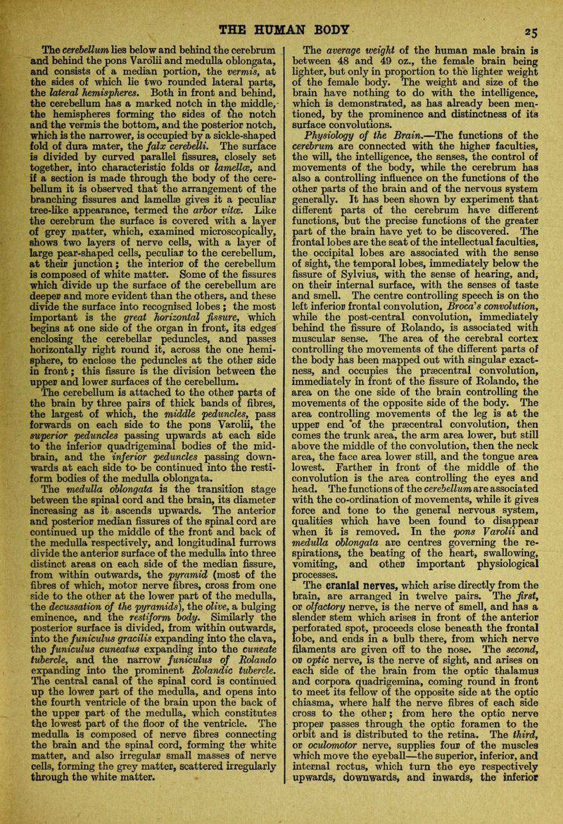 The cerebellum lies below and behind the cerebrum and behind the pons Varolii and medulla oblongata, and consists of a median portion, the vermis, at the sides of which lie two rounded lateral parts, the lateral hemispheres. Both in front and behind, the cerebellum has a marked notch in the middle, - the hemispheres forming the sides of t*he notch and the vermis the bottom, and the posterior notch, which is the narrower, is occupied by a sickle-shaped fold of dura mater, the falx cerebelli. The surface is divided by curved parallel fissures, closely set together, into characteristic folds or lamellae, and if a section is made through the body of the cere- bellum it is observed that the arrangement of the branching fissures and lamellae gives it a peculiar tree-like appearance, termed the arbor vitae. Like the cerebrum the surface is covered with a layer of grey matter, which, examined microscopically, shows two layers of nerve cells, with a layer of large pear-shaped cells, peculiar to the cerebellum, at their junction; the interior of the cerebellum is composed of white matter. Some of the fissures which divide up the surface of the cerebellum are deeper and more evident than the others, and these divide the surface into recognised lobes; the most important is the great horizontal fissure, which begins at one side of the organ in front, its edges enclosing the cerebellar peduncles, and passes horizontally right round it, across the one hemi- sphere, to enclose the peduncles at the other side in front; this fissure is the division between the upper and lower surfaces of the cerebellum. The cerebellum is attached to the other parts of the brain by three pairs of thick bands of fibres, the largest of which, the middle peduncles, pass forwards on each side to the pons Varolii, the superior peduncles passing upwards at each side to the inferior quadrigeminal bodies of the mid- brain, and the inferior peduncles passing down- wards at each side to* be continued into the resti- form bodies of the medulla oblongata. The medulla oblongata is the transition stage between the spinal cord and the brain, its diameter increasing as it ascends upwards. The anterior and posterior median fissures of the spinal cord are continued up the middle of the front and back of the medulla respectively, and longitudinal furrows divide the anterior surface of the medulla into three distinct areas on each side of the median fissure, from within outwards, the pyramid (most of the fibres of which, motor nerve fibres, cross from one side to the other at the lower part of the medulla, the decussation of the pyramids), the olive, a bulging eminence, and the restiform body. Similarly the posterior surface is divided, from within outwards, into the funiculus gracilis expanding into the clava, the funiculus cuneatus expanding into the cuneate tubercle, and the narrow funiculus of Rolando expanding into the prominent Rolandic tubercle. The central canal of the spinal cord is continued up the lower part of the medulla, and opens into the fourth ventricle of the brain upon the back of the upper part of the medulla, which constitutes the lowest part of the floor of the ventricle. The medulla is composed of nerve fibres connecting the brain and the spinal cord, forming the' white matter, and also irregular small masses of nerve cells, forming the grey matter, scattered irregularly through the white matter. The average weight of the human male brain is between 48 and 49 oz., the female brain being lighter, but only in proportion to the lighter weight of the female body. The weight and size of the brain have nothing to do with the intelligence, which is demonstrated, as has already been men- tioned, by the prominence and distinctness of its surface convolutions. Physiology of the Brain.—The functions of the cerebrum are connected with the higher faculties, the will, the intelligence, the senses, the control of movements of the body, while the cerebrum has also a controlling influence on the functions of the other parts of the brain and of the nervous system generally. It has been shown by experiment that different parts of the cerebrum have different functions, but the precise functions of the greater part of the brain have yet to be discovered. The frontal lobes are the seat of the intellectual faculties, the occipital lobes are associated with the sense of sight, the temporal lobes, immediately below the fissure of Sylvius, with the sense of hearing, and, on their internal surface, with the senses of taste and smell. The centre controlling speech is on the left inferior frontal convolution, Broca's convolution, while the post-central convolution, immediately behind the fissure of Rolando, is associated with muscular sense. The area of the cerebral cortex controlling the movements of the different parts of the body has been mapped out with singular exact- ness, and occupies the prsecentral convolution, immediately in front of the fissure of Rolando, the area on the one side of the brain controlling the movements of the opposite side of the body. The area controlling movements of the leg is at the upper end “of the praecentral convolution, then comes the trunk area, the arm area lower, but still above the middle of the convolution, then the neck area, the face area lower still, and the tongue area lowest. Farther in front of the middle of the convolution is the area controlling the eyes and head. The functions of the cerebellum are associated with the co-ordination of movements, while it gives force and tone to the general nervous system, qualities which have been found to disappear when it is removed. In the pons Varolii and medulla oblongata are centres governing the re- spirations, the beating of the heart, swallowing, vomiting, and other important physiological processes. The cranial nerves, which arise directly from the brain, are arranged in twelve pairs. The first, or olfactory nerve, is the nerve of smell, and has a slender stem which arises in front of the anterior perforated spot, proceeds close beneath the frontal lobe, and ends in a bulb there, from which nerve filaments are given off to the nose. The second, or optic nerve, is the nerve of sight, and arises on each side of the brain from the optic thalamus and corpora quadrigemina, coming round in front to meet its fellow of the opposite side at the optic chiasma, where half the nerve fibres of each side cross to the other; from here the optic nerve proper passes through, the optic foramen to the orbit and is distributed to the retina. The third, or oculomotor nerve, supplies four of the muscles which move the eyeball—the superior, inferior, and internal rectus, which turn the eye respectively upwards, downwards, and inwards, the inferior