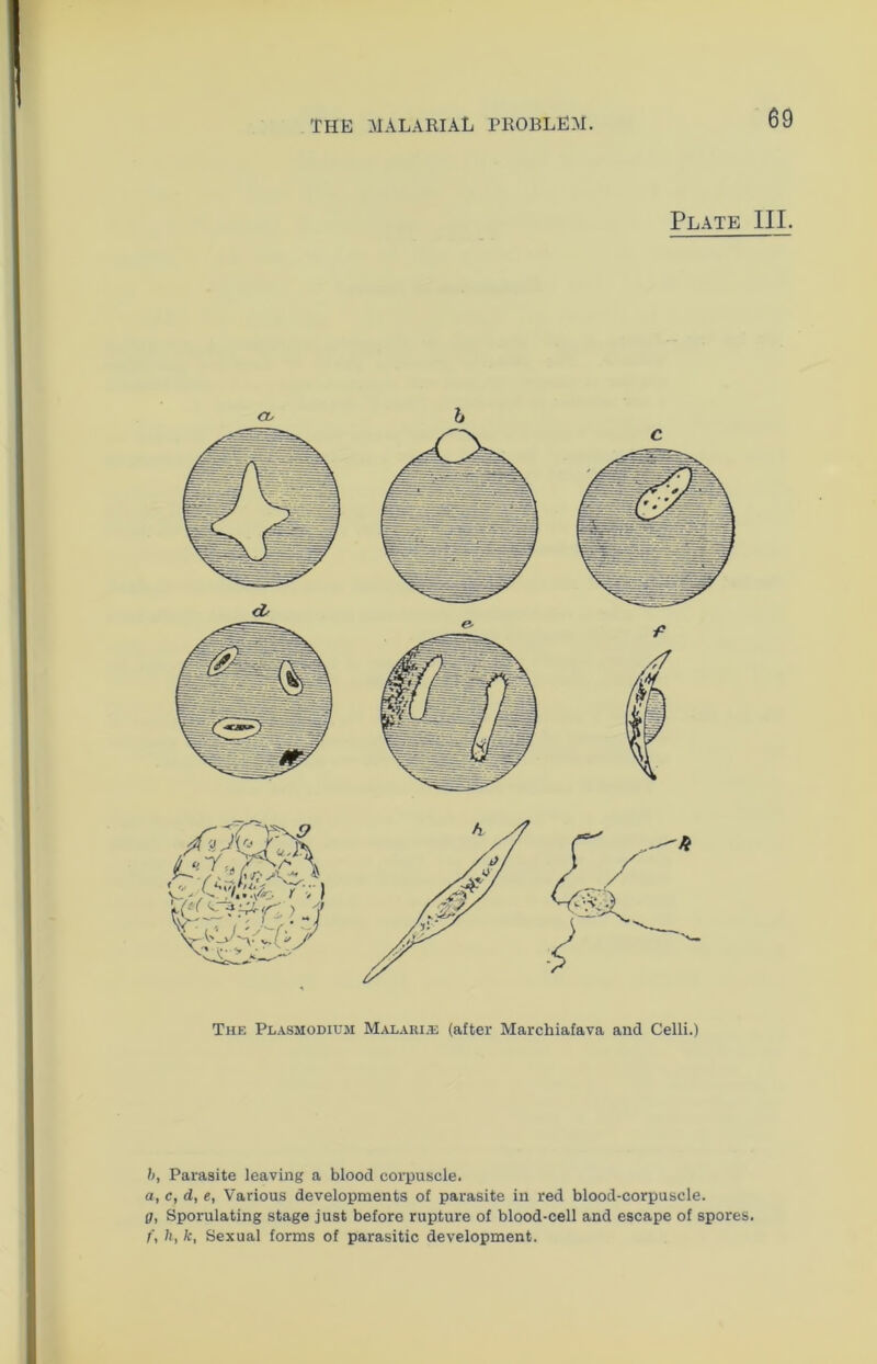 Plate III. The Plasmodium Malarias (after Marcbiafava and Celli.) b, Parasite leaving a blood corpuscle. a, c, d, e, Various developments of parasite in red blood-corpuscle. g, Sporulating stage just before rupture of blood-cell and escape of spores. f, li, fc, Sexual forms of parasitic development.