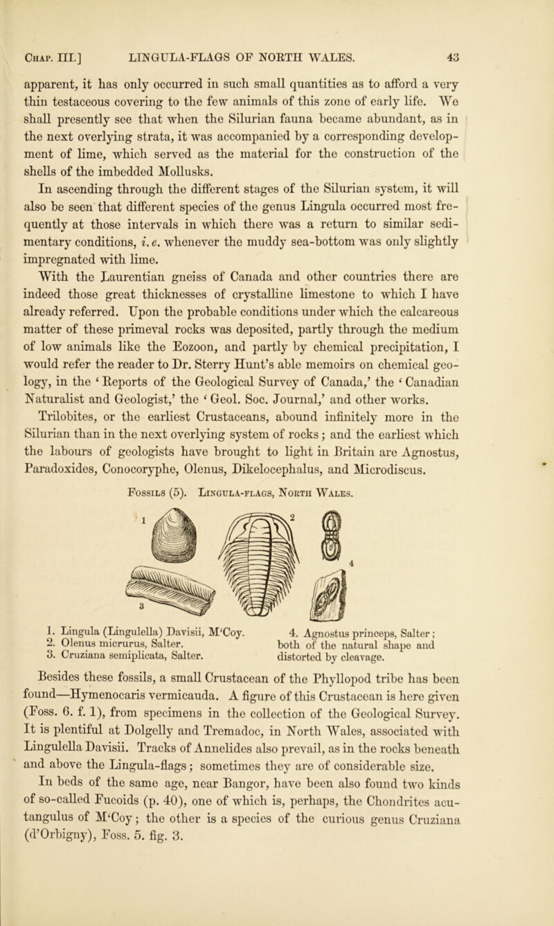 apparent, it has only occurred in such small quantities as to afford a very thin testaceous covering to the few animals of this zone of early life. We shall presently see that when the Silurian fauna became abundant, as in the next overlying strata, it was accompanied by a corresponding develop- ment of lime, which served as the material for the construction of the shells of the imbedded Mollusks. In ascending through the different stages of the Silurian system, it will also he seen'that different species of the genus Lingula occurred most fre- quently at those intervals in which there was a return to similar sedi- mentary conditions, i. e. whenever the muddy sea-bottom was only slightly impregnated with lime. With the Laurentian gneiss of Canada and other countries there are indeed those great thicknesses of crystalline limestone to which I have already referred. Upon the probable conditions under which the calcareous matter of these primeval rocks was deposited, partly through the medium of low animals like the Eozoon, and partly by chemical precipitation, I would refer the reader to Dr. Sterry Hunt’s able memoirs on chemical geo- logy, in the ‘ Reports of the Geological Survey of Canada,’ the ‘ Canadian Naturalist and Geologist,’ the ‘ Geol. Soc. Journal,’ and other works. Trilobites, or the earliest Crustaceans, abound infinitely more in the Silurian than in the next overlying system of rocks; and the earliest which the labours of geologists have brought to light in Britain are Agnostus, Paradoxides, Conocoryphe, Olenus, Dikelocephalus, and Microdiscus. Fossils (5). Lingula-flags, North Wales. 1. Lingula (Lingulella) Davisii, M'Coy. 4. Agnostus princeps, Salter; 2. Olenus micrurus, Salter. both of the natural shape and 3. Cruziana semiplicata, Salter. distorted by cleavage. Besides these fossils, a small Crustacean of the Phyllopod tribe has been found—Hymenocaris vermicauda. A figure of this Crustacean is here given (Foss. 6. f. 1), from specimens in the eollection of the Geological Survey. It is plentiful at Dolgelly and Tremadoe, in North Wales, associated with Lingulella Davisii. Tracks of Annelides also prevail, as in the rocks beneath and above the Lingula-flags; sometimes they are of considerable size. In beds of the same age, near Bangor, have been also found two kinds of so-ealled Fucoids (p. 40), one of which is, perhaps, the Chondrites acu- tangulus of M^Coy; the other is a species of the curious genus Cruziana (d’Orbigny), Foss. 5. fig. 3.