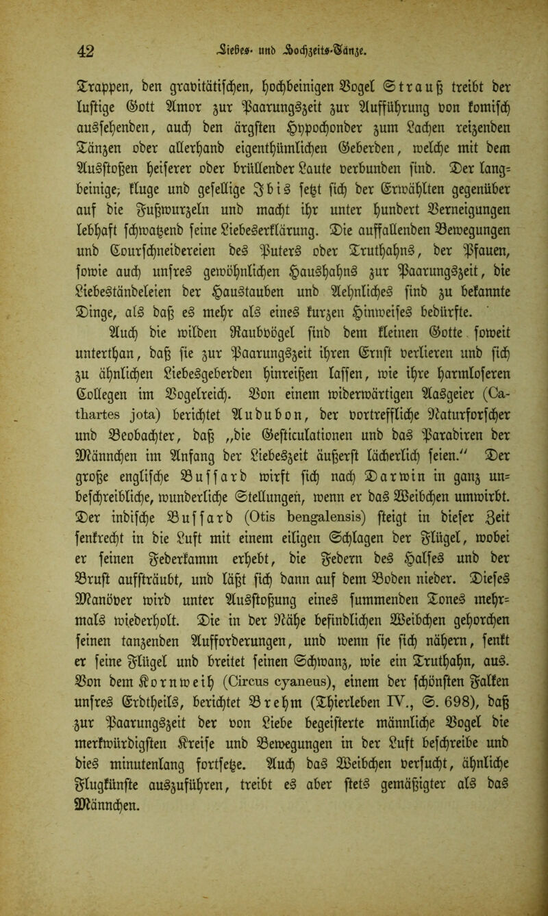 Srappen, ben graöitätiften, ^oc^bemigcn 3Sogel ©trauß treibt ber luftige (Sott 5lmor gur $aarung§geit gut Aufführung üon fomifd^ au§fef)enben, aut ben ärgften §typotonber gum Säten reigenben Sängen ober aflerfyanb eigentümlichen (Seberben, welche mit bem Au§ftoßen Reiferer ober brüüenber Saute öerbunben finb. Ser lang= beinige; fluge unb gef eilige gb i§ fefct ftch ber Gewählten gegenüber auf bie gußwurgeln unb macht ihr unter hnnbert Verneigungen lebhaft fchwa^enb feine Siebe§erflärung. Sie auffaüenben Bewegungen unb (Eourftneibereien be§ -ßuter3 ober Sruthahn§, ber Pfauen, fowie auch unfrei gewöhnlichen §au§hah^ gur ‘’ßaarungSgeit, bie SiebeStänbeleien ber §au§tauben unb Aehnlite3 finb gu bekannte Singe, al§ baß e§ mehr al<§ eine§ furgen §inweife§ bebürfte. Aut bie wilben SRauböögel finb bem fleinen (Sötte. foweit untertan, baß fie gur $aarung§geit ihren ©rnft oerlieren unb fit gu ähnliten Siebe^geberben htnreißen laffen, wie ihre hatmloferen (Sollegen im Vogelreit- Von einem wiberwärtigen Aasgeier (Ca- thartes jota) berittet Aububon, ber öortrefflite ^aturforfter unb Veobatter, baß „bie (Sefticulationen unb ba3 ^arabiren ber D^ännten im Anfang ber SiebeSgeit äußerft lädberlit feien. Ser große engtifte Buffarb wirft fit nat Sarwin in gang un= beftreibfite, wunberlite ©teüungen, wenn er ba§ SBeibten umwirbt. Ser inbifte Buffarb (Otis bengalensis) fteigt in biefer Seit fenfrett in bie Suft mit einem eiligen ©tlagen bev S^gel, wobei er feinen geberfamm erhebt, bie gebern be<3 §alfe3 unb ber Bruft auffträubt, unb laßt fit bann auf bem Boben nieber. SiefeB ÜDfanöüer wirb unter Au§ftoßung eines fummenben Sone£ mehr= malS wieberholt. Sie in ber 9^ä^e befinbliten SBeibten gehörten feinen tangenben Aufforberungen, unb wenn fie fit nähern, fenft er feine glügel unb breitet feinen ©ttoang, wie ein Sruthahn, au§. Von bem Kornweih (Circus cyaneus), einem ber ftönften galten unfrei GsrbtheilS, berittet Brehm (Shierleben IV., ©.698), baß gur $aarung3geit ber oon Siebe begeifterte männlite Vogel bie merfmürbigften Greife unb Bewegungen in ber Suft beftteibe unb bie§ minutenlang fortfefce. Aut ba§ 2öeibten üerfutt, ähnlite glugfünfte auSguführen, treibt e§ aber ftet<8 gemäßigter als ba§ SWännten.